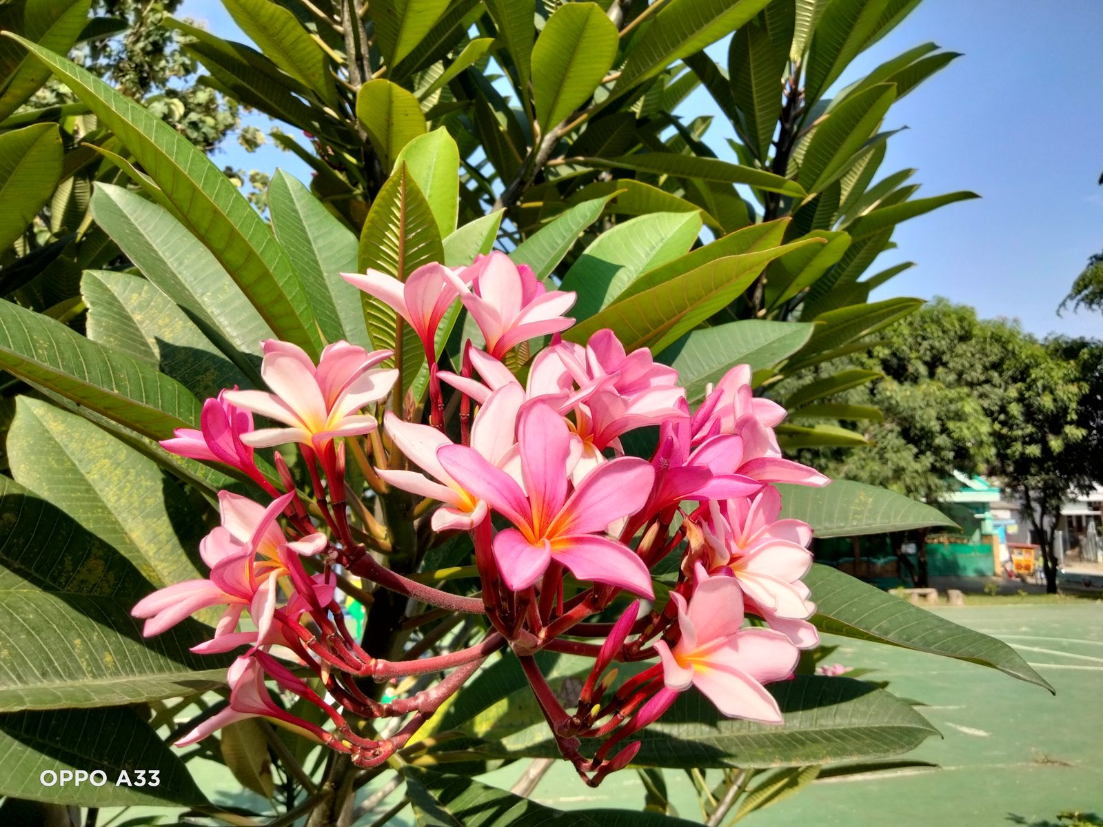 50624109902 Mode Auto OPPO A33 (2)