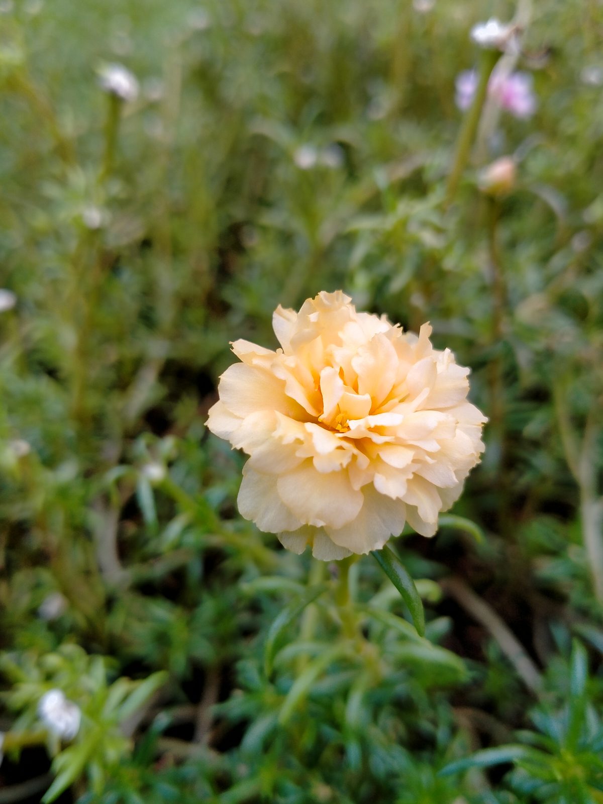 OPPO A52 - Foto 8