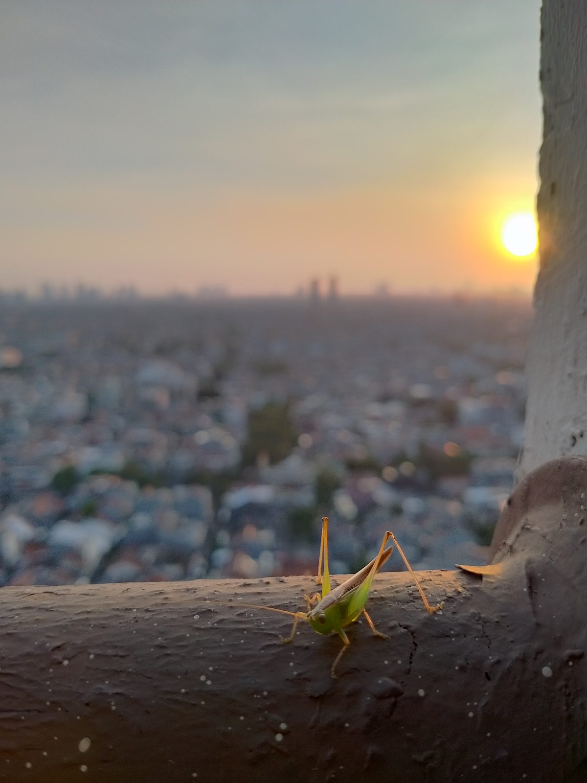 OPPO A52 - Foto 1