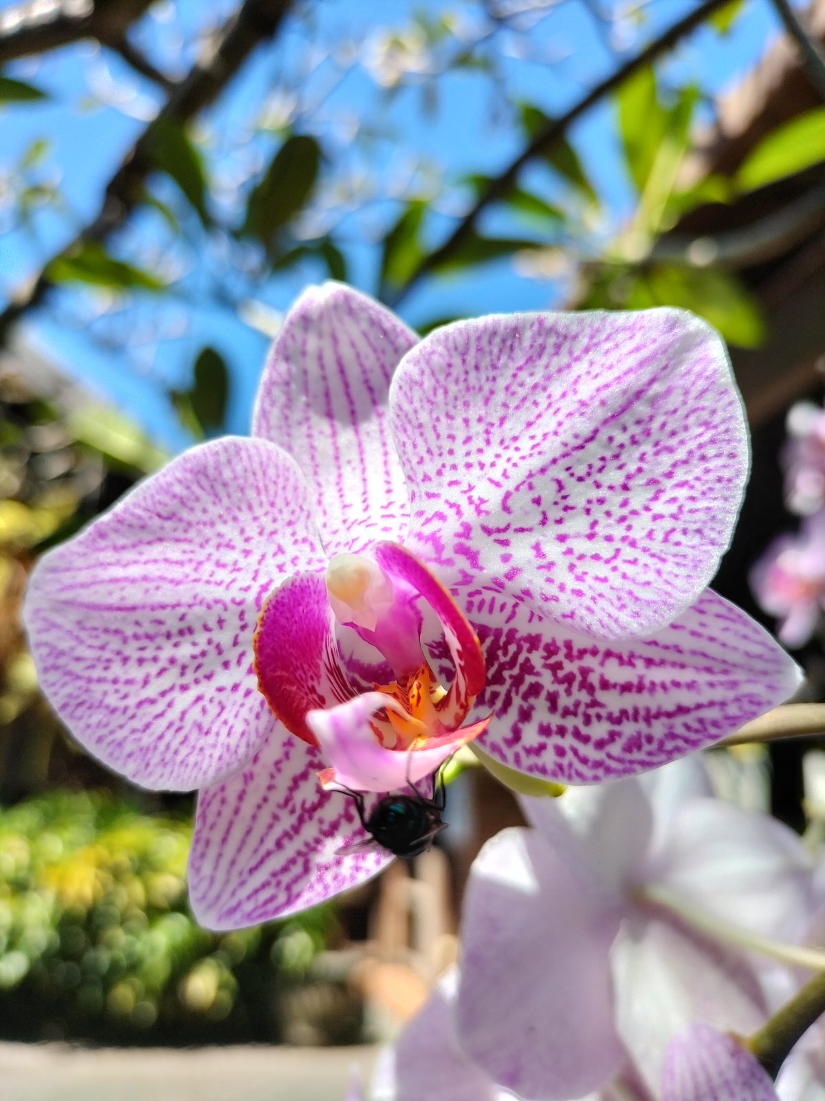 OPPO A74 - Foto 4