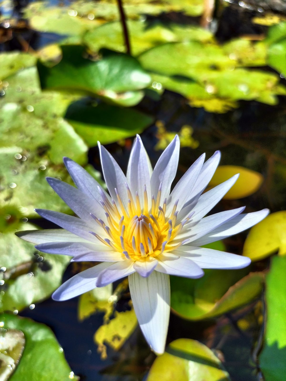 OPPO A74 - Foto 9