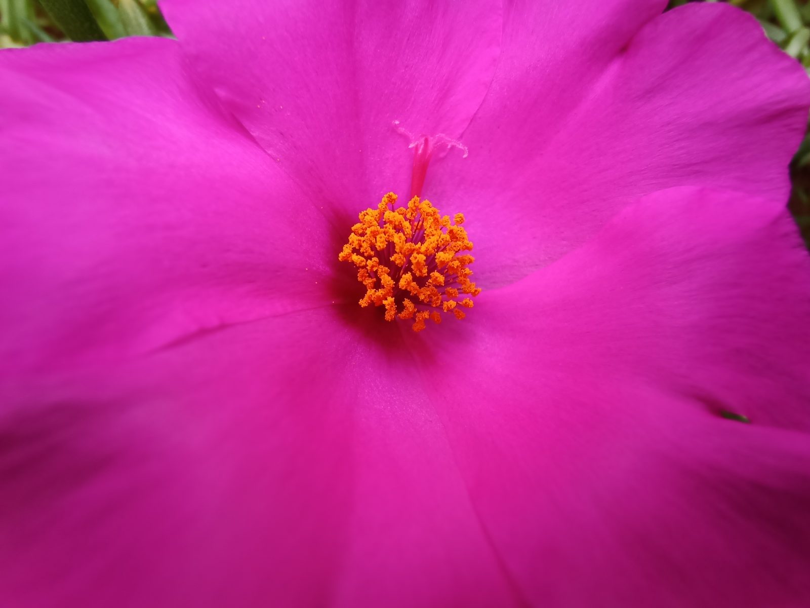 ultra wide macro