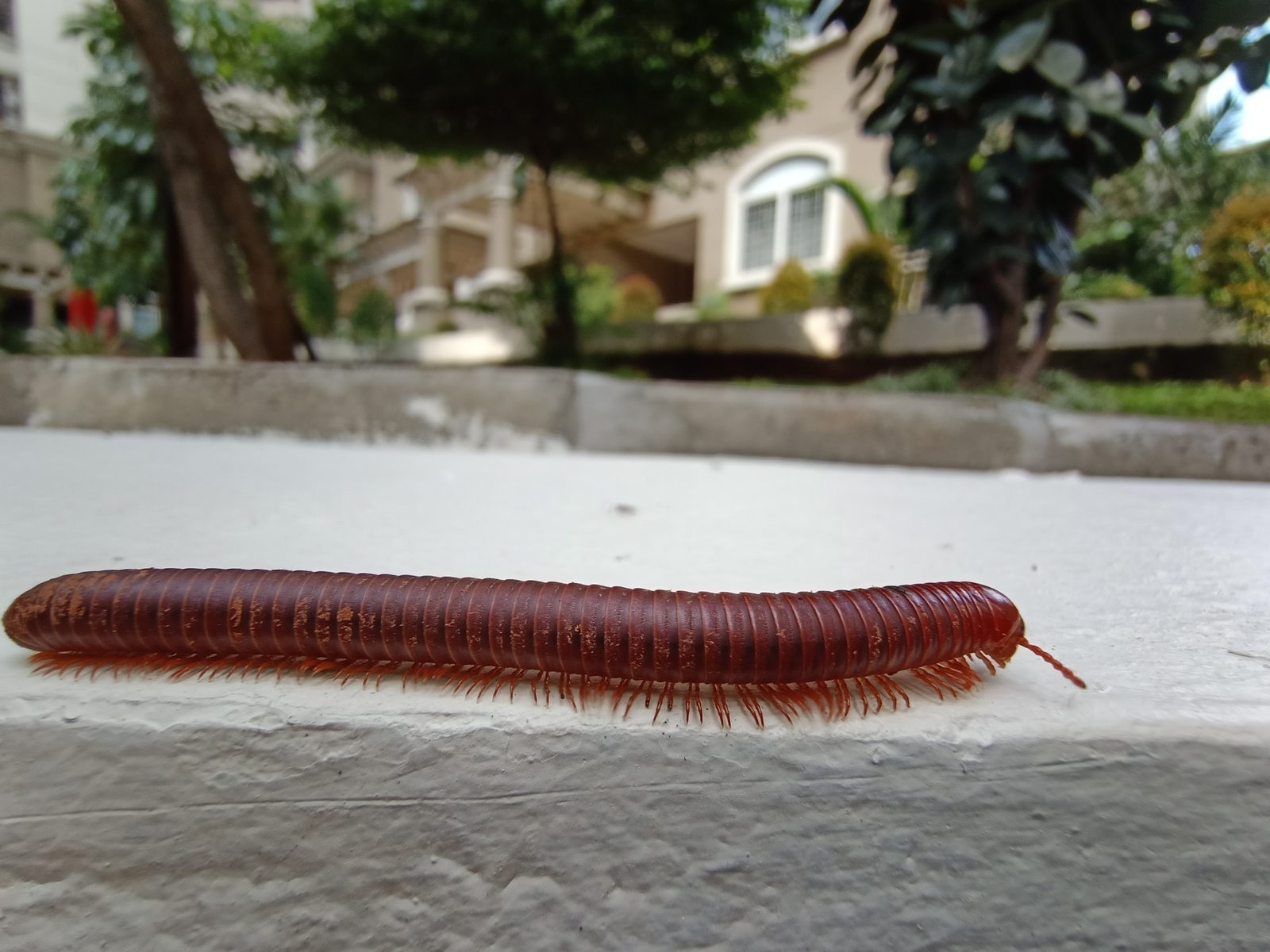ultra wide macro