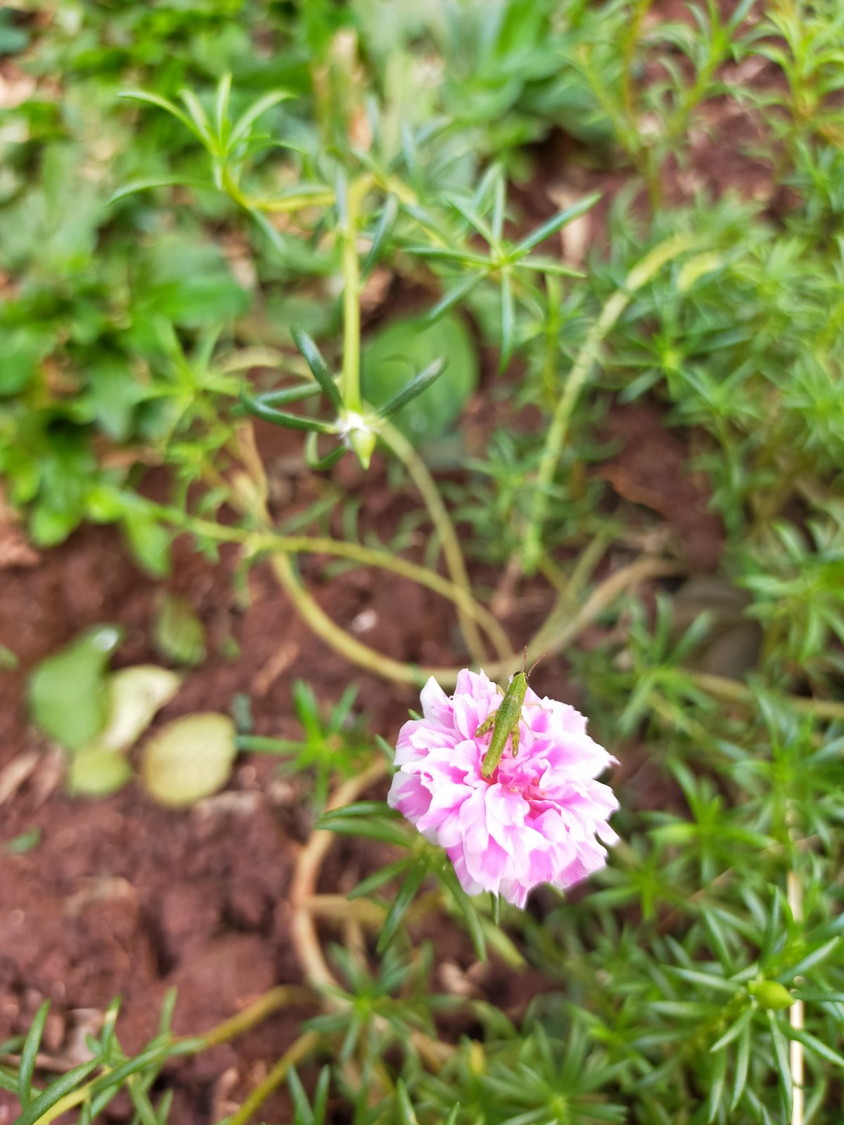 OPPO A92 - Foto 14