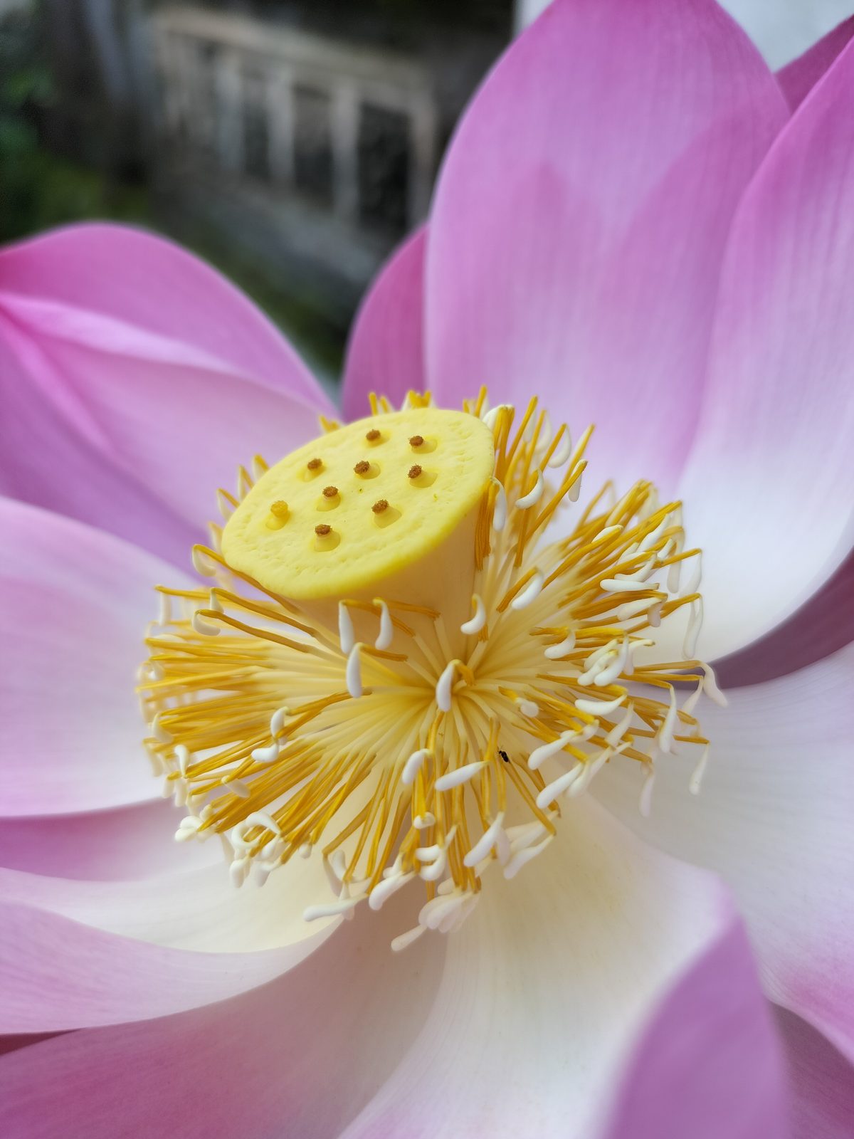 51807582933 OPPO A95 - Foto 6