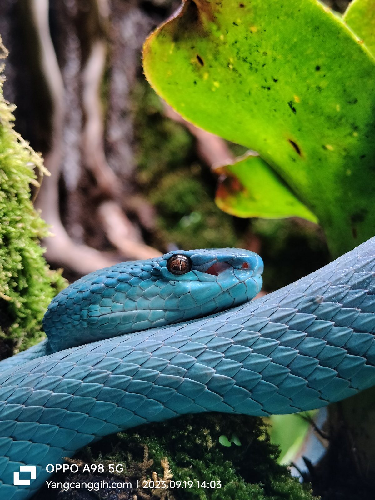 OPPO A98 5G - Foto 1