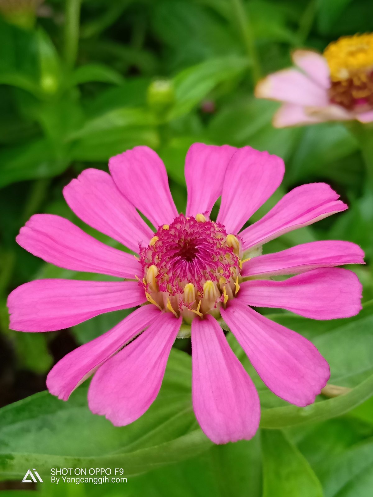 Hasil foto Oppo F9 (10)
