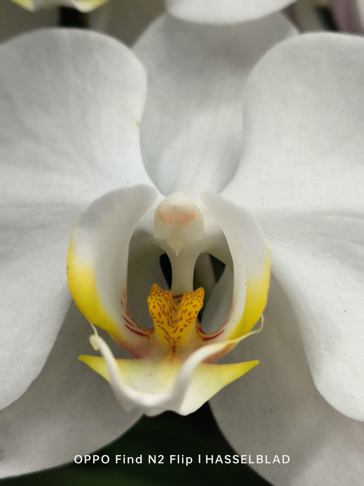 OPPO Find N2 Flip - Foto 16