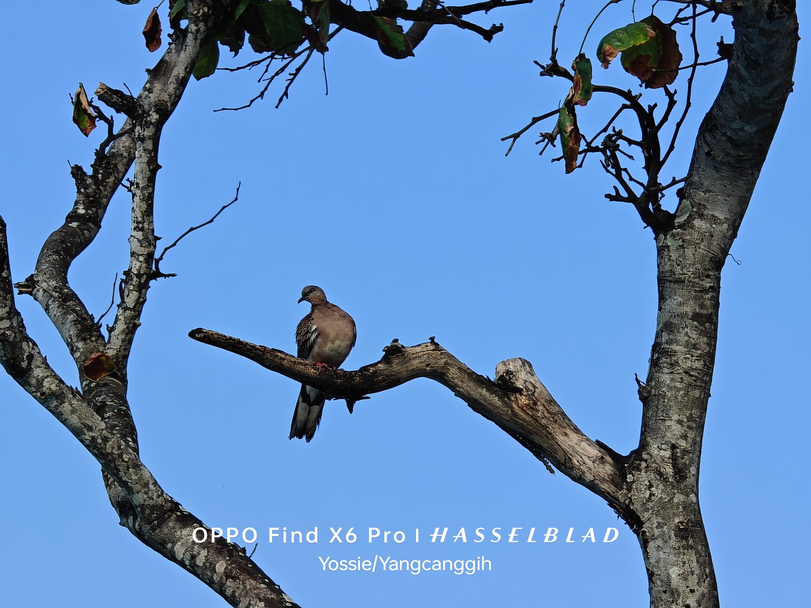 53013120028 20x Hybrid Zoom OPPO Find X6 Pro