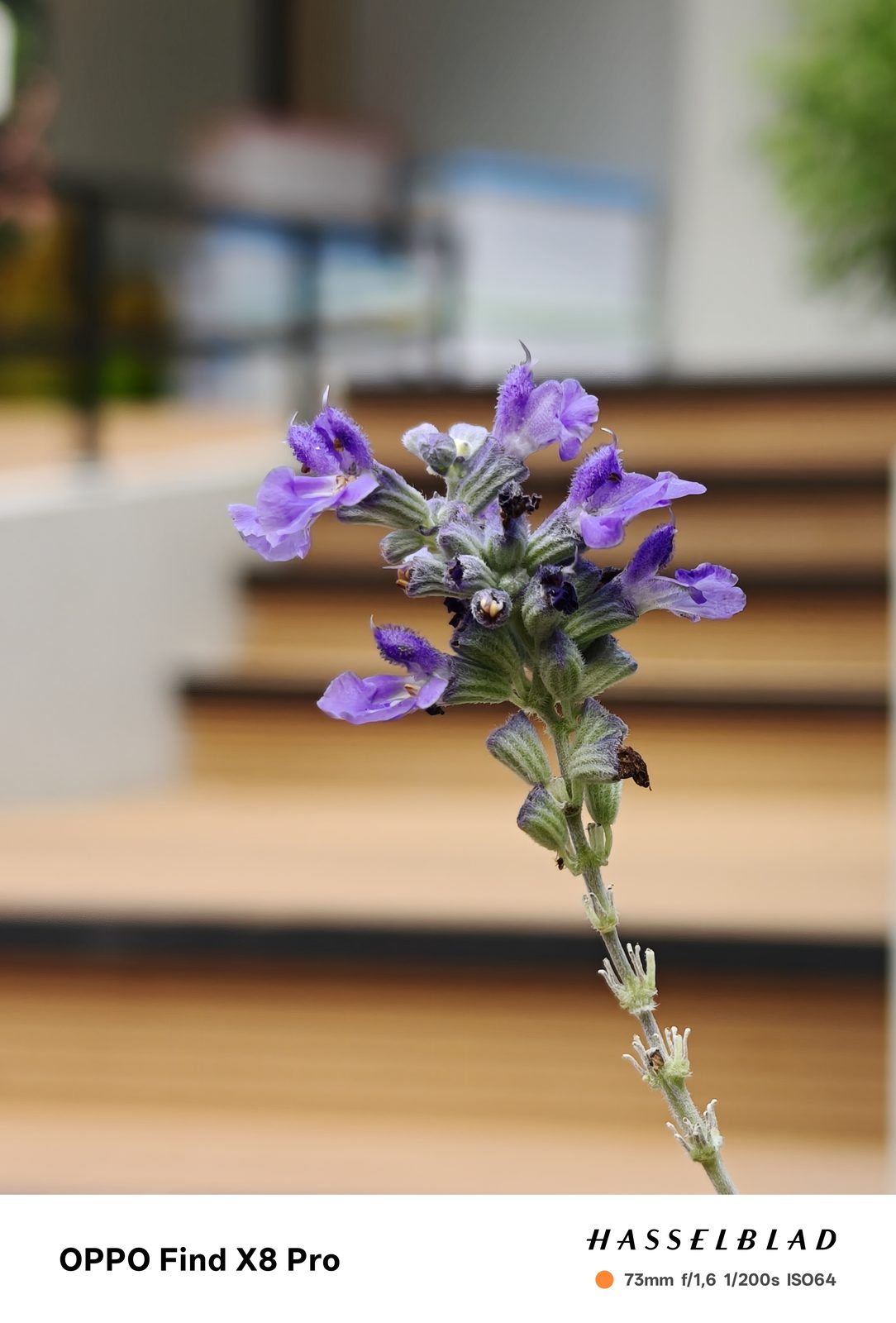 54132488635 OPPO Find X8 Pro - Foto 5