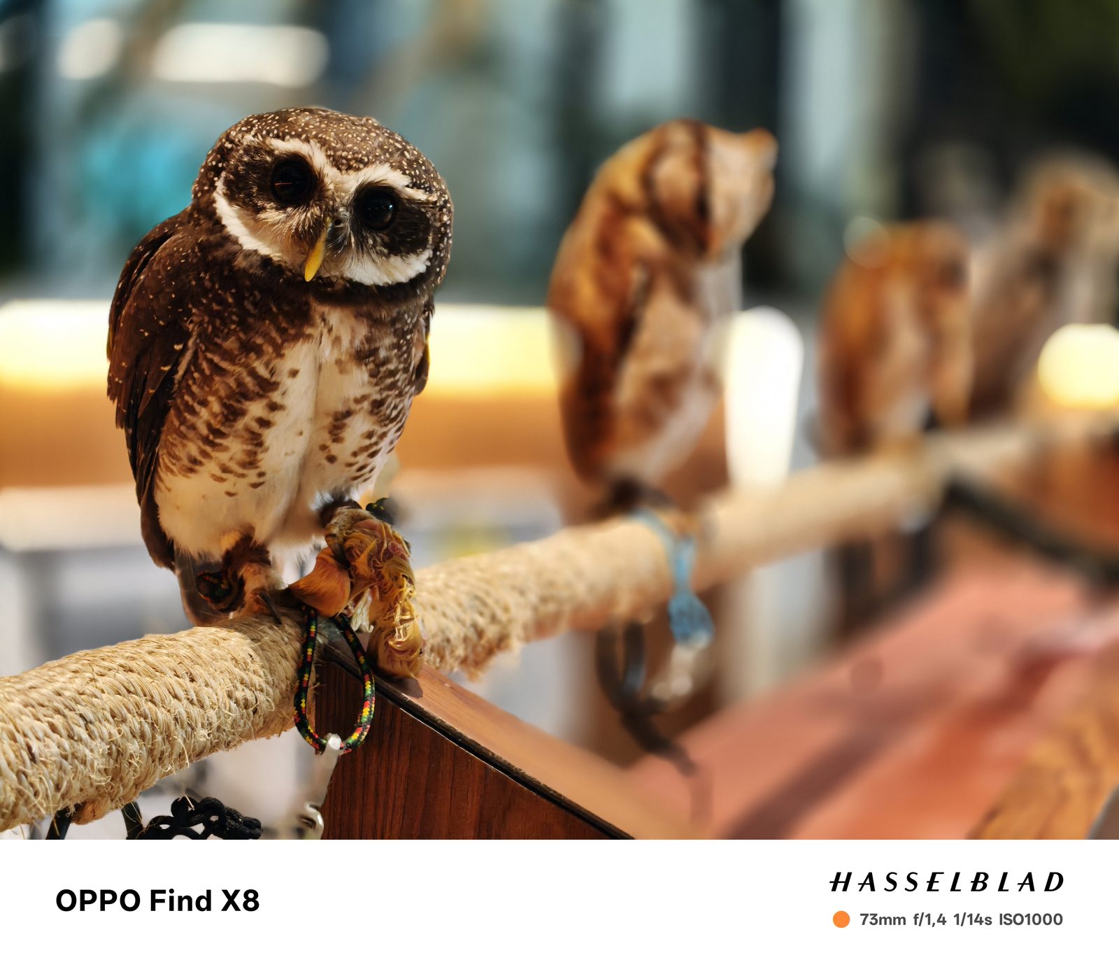 54129232482 OPPO Find X8 - Foto 10