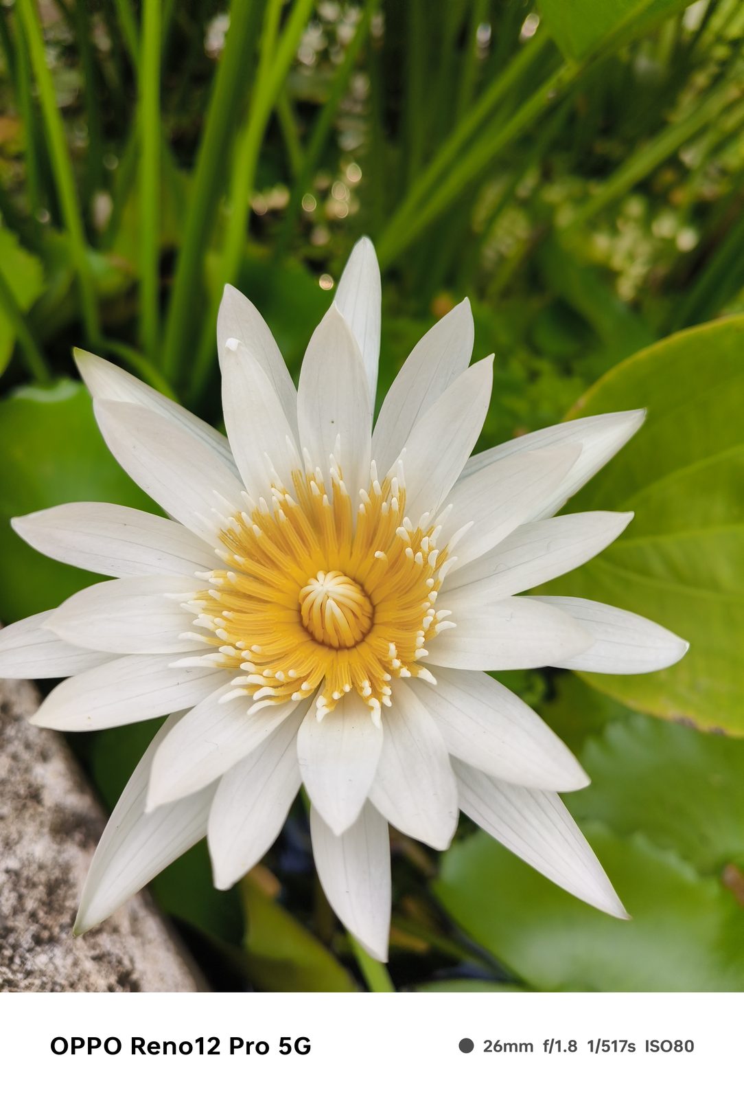 OPPO Reno 12 Pro 5G - Foto 1