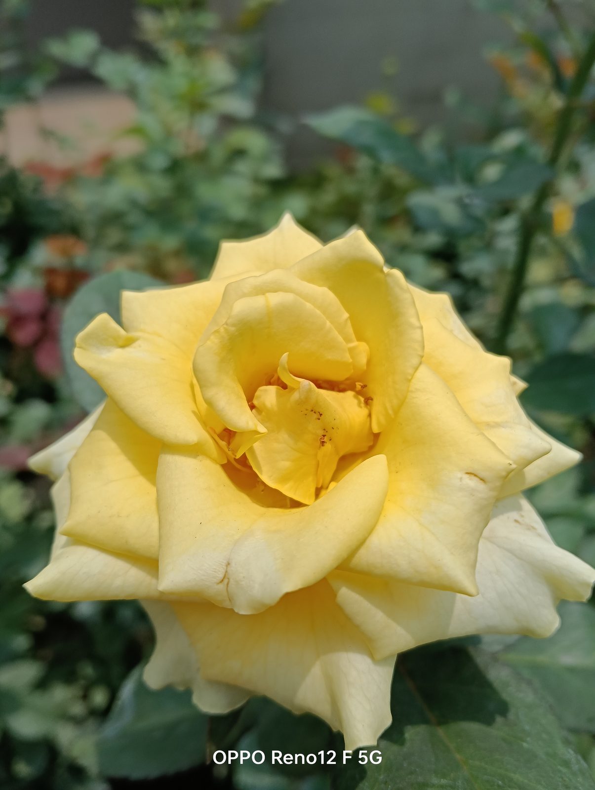 54174342627 OPPO Reno12 F 5G - Foto 11