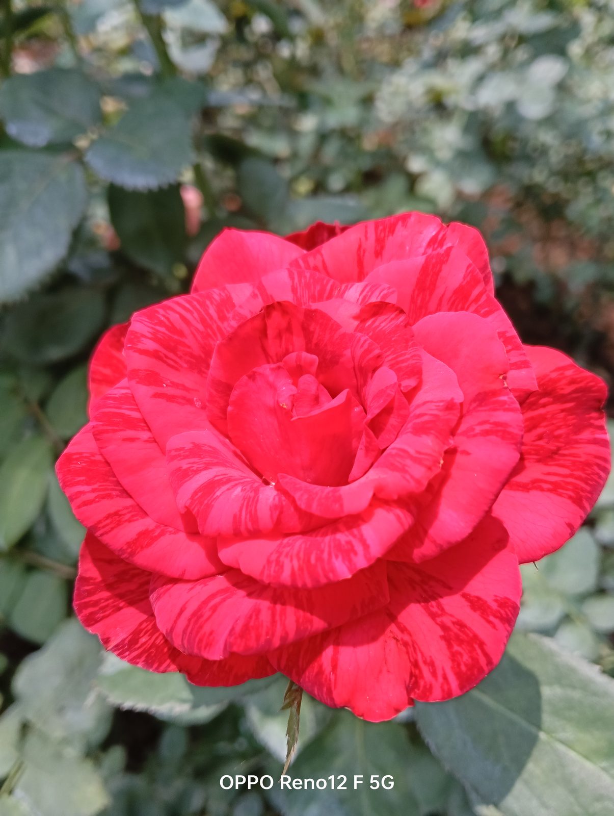 54175231671 OPPO Reno12 F 5G - Foto 10