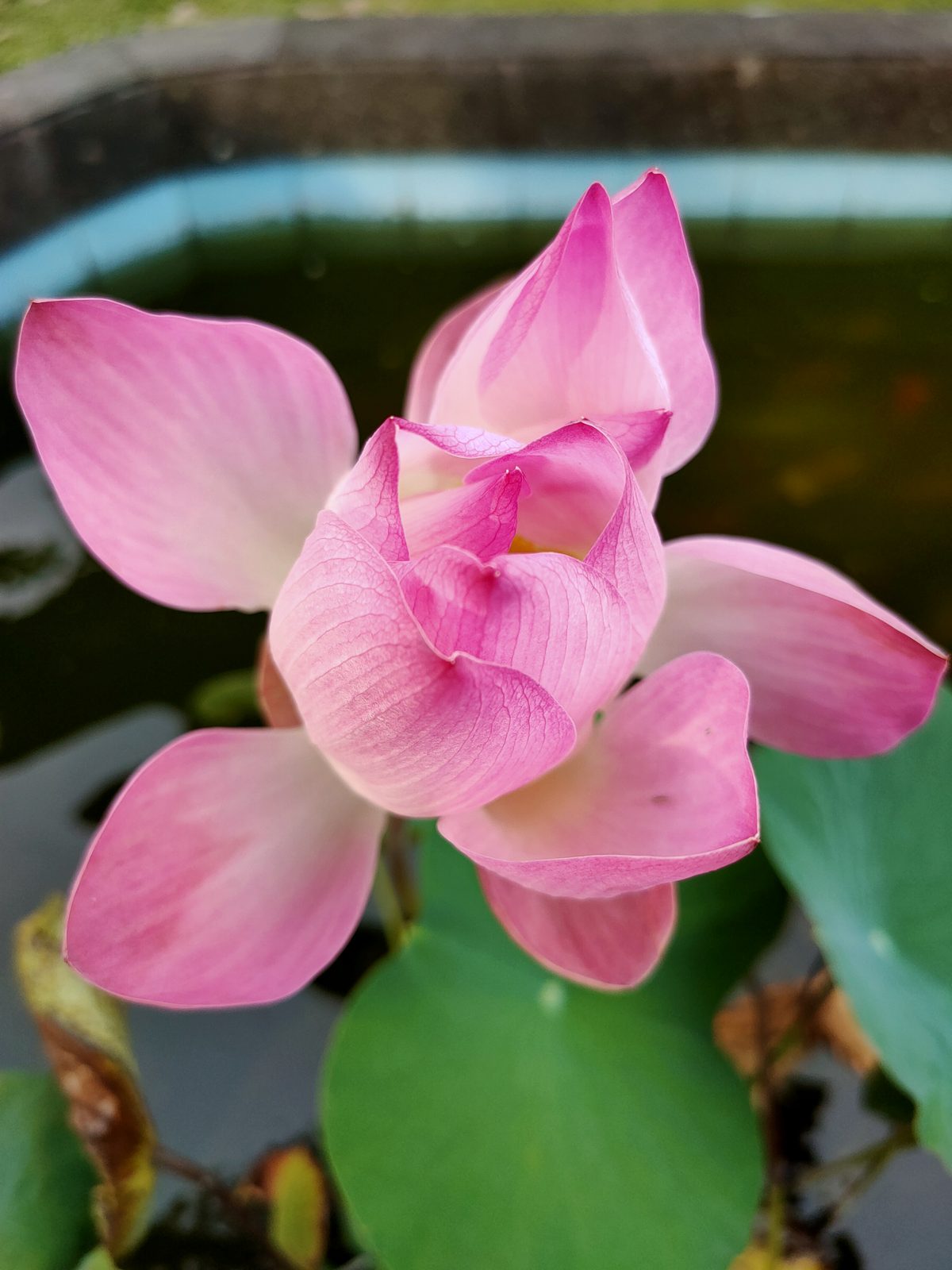 49362276793 OPPO Reno2 Bali - Foto 3
