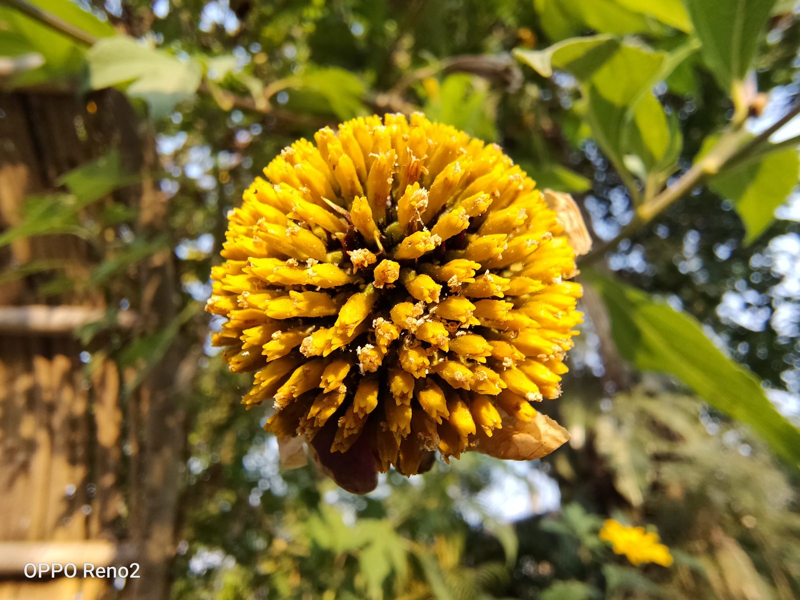 48972283737 Hasil Foto OPPO Reno2 (18)