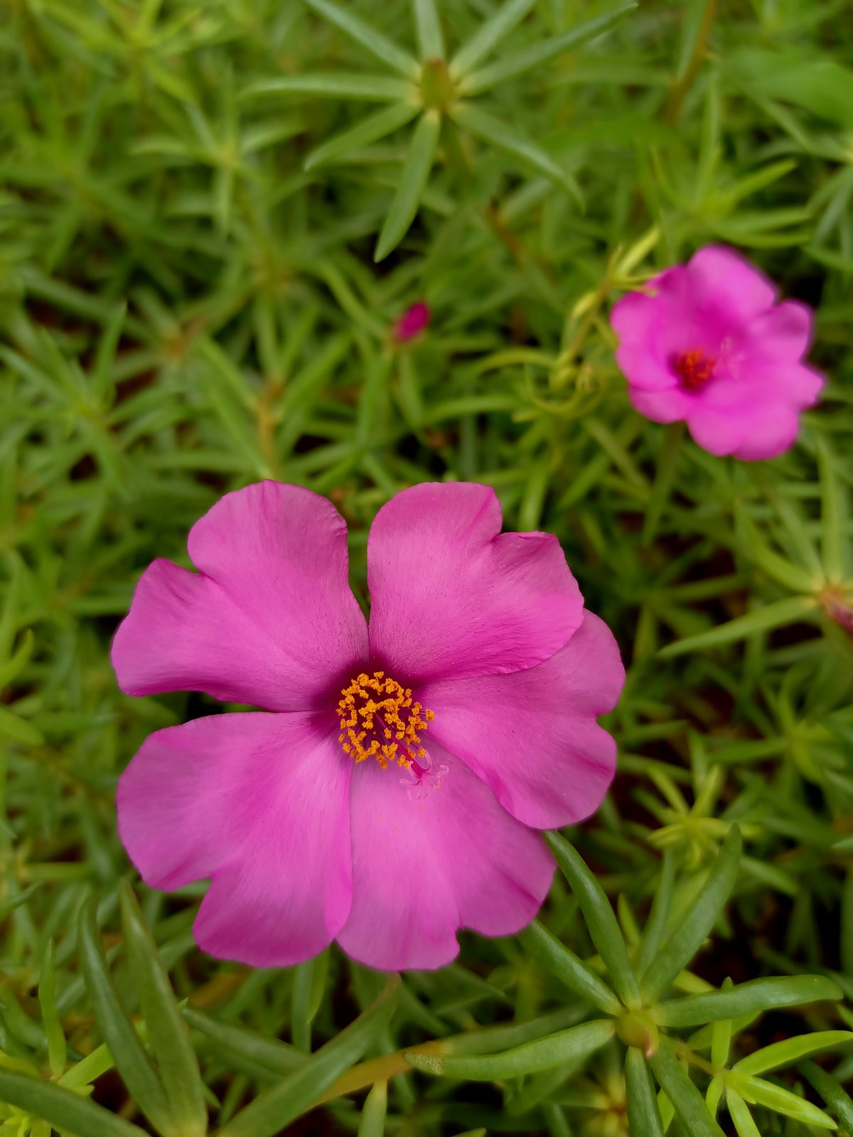 49779159638 OPPO Reno3 Pro - Foto 4