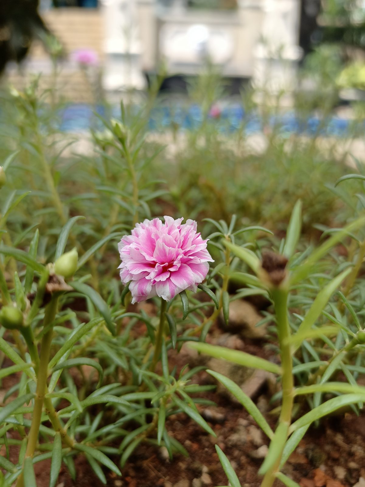 49779650161 XHD 108 megapixel