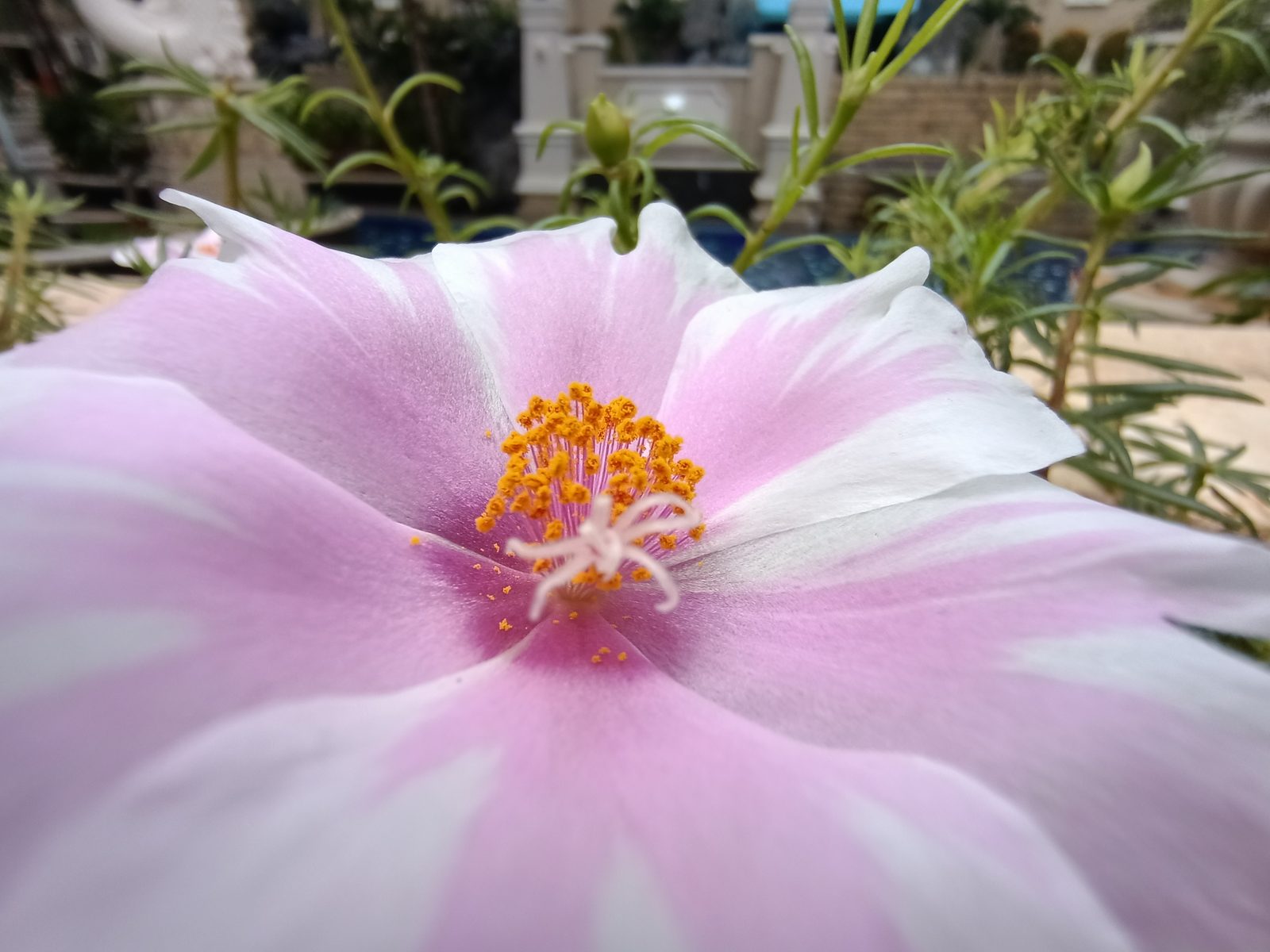 49779709296 OPPO Reno3 Pro - Foto 22