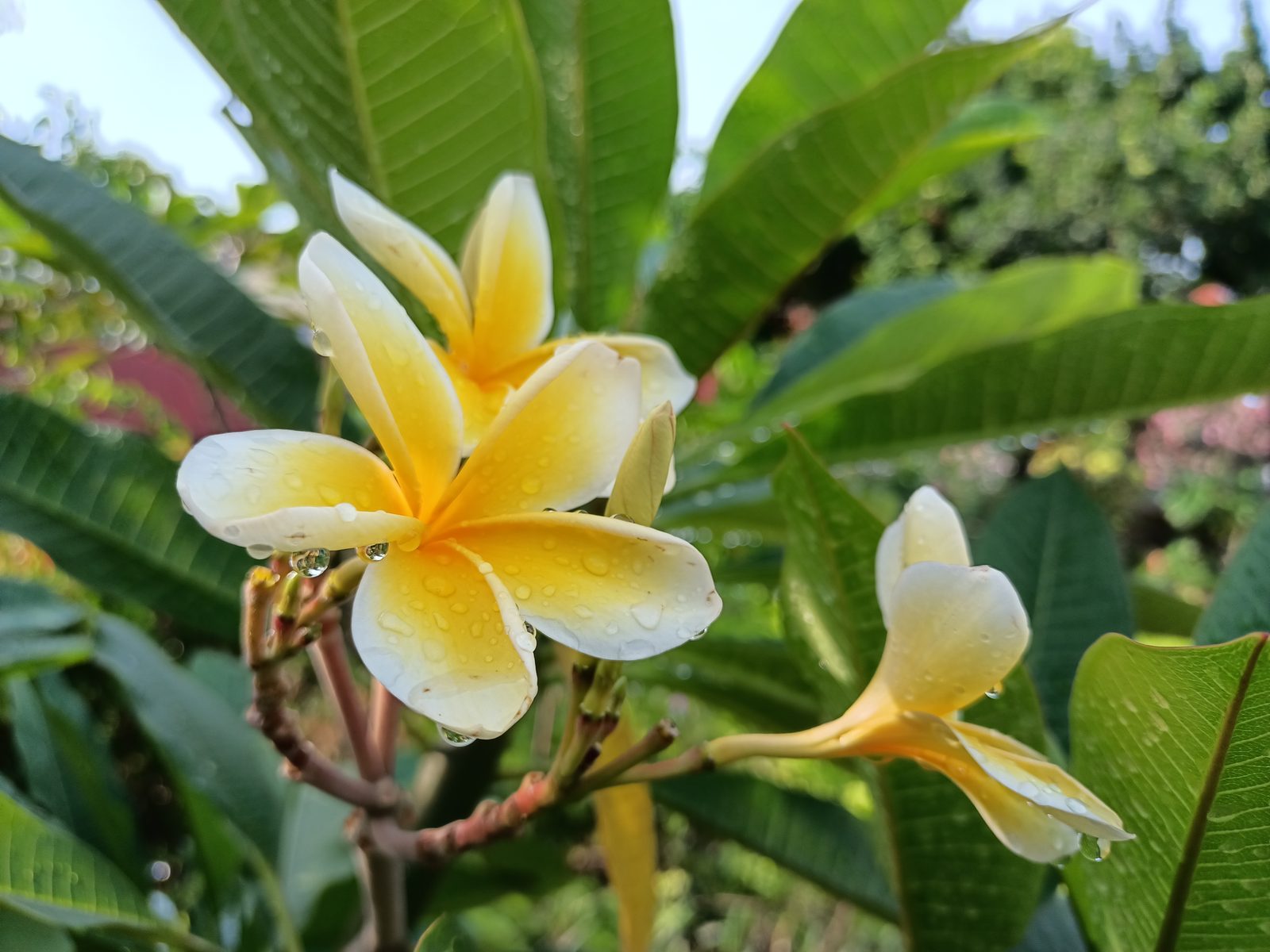 50458513603 Hasil foto OPPO Reno4 F (2)