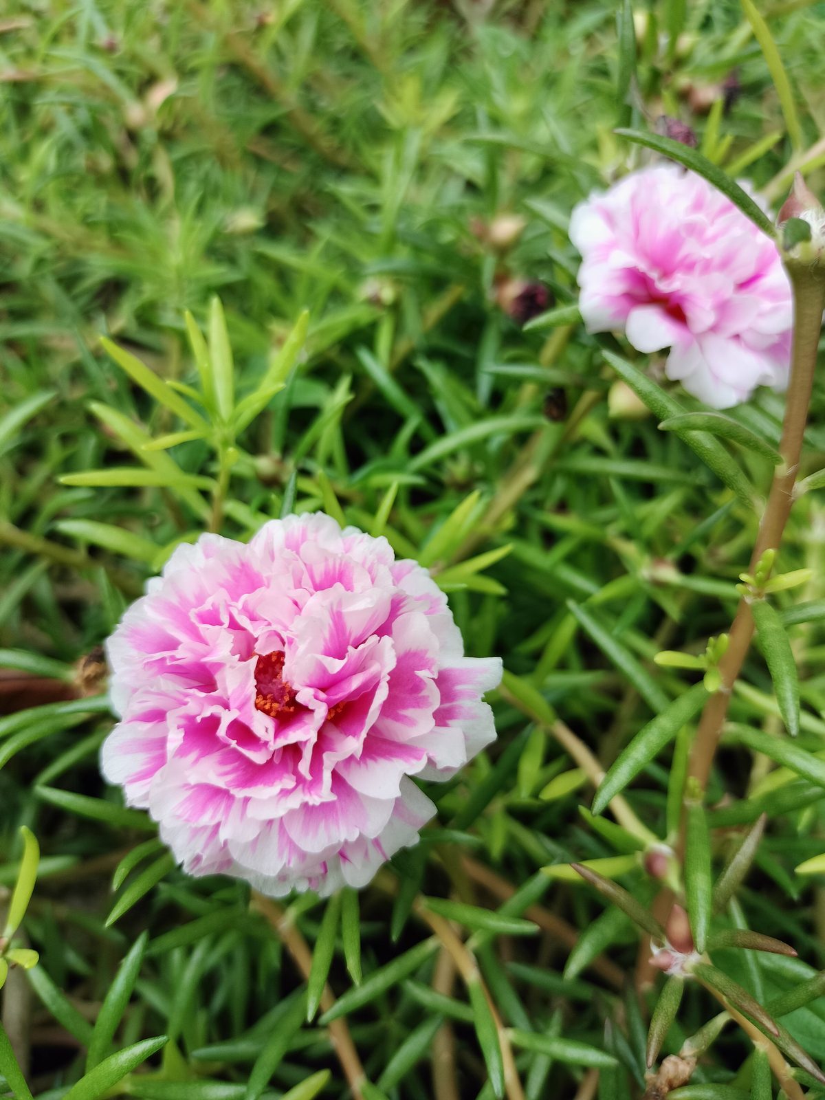 51916111597 OPPO Reno7 Z 5G - Foto 2