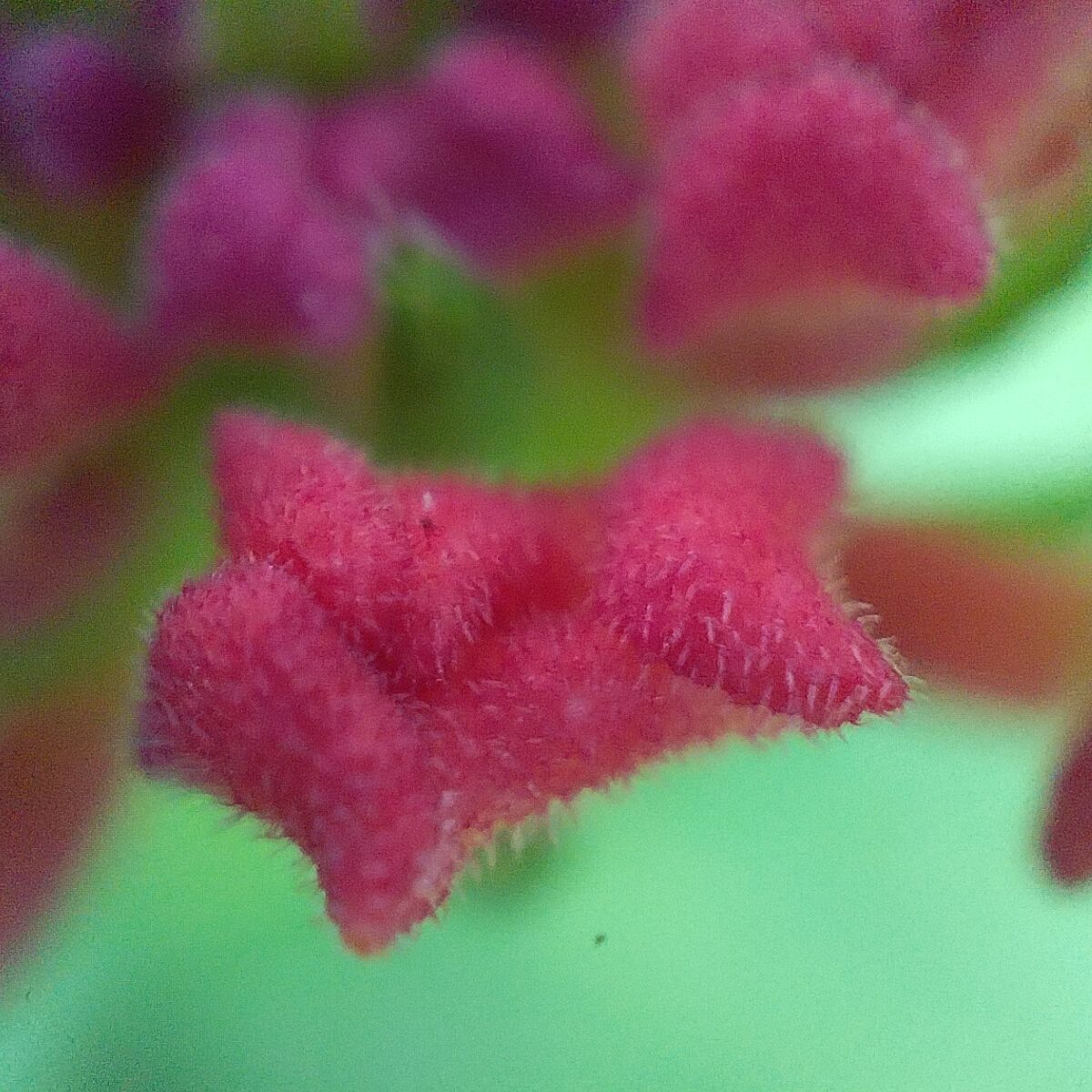 52031070163 Microlens (3)