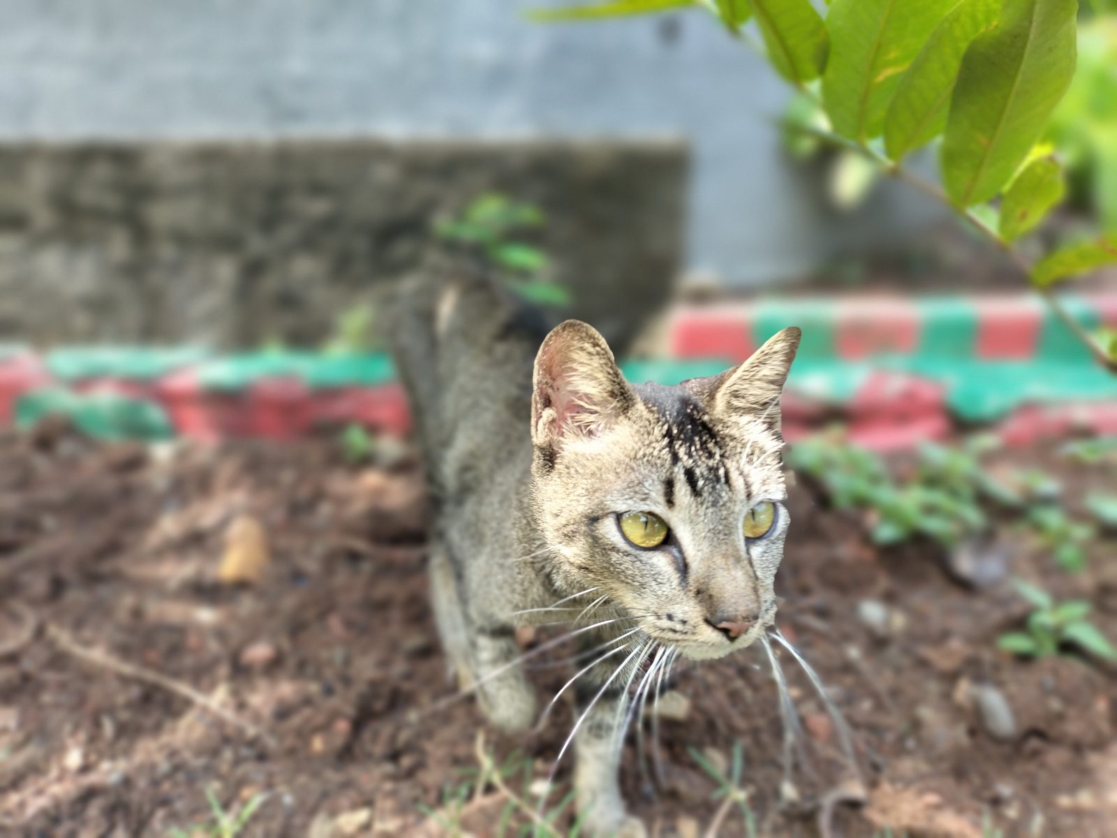 52031286734 OPPO Reno7 - Foto 1