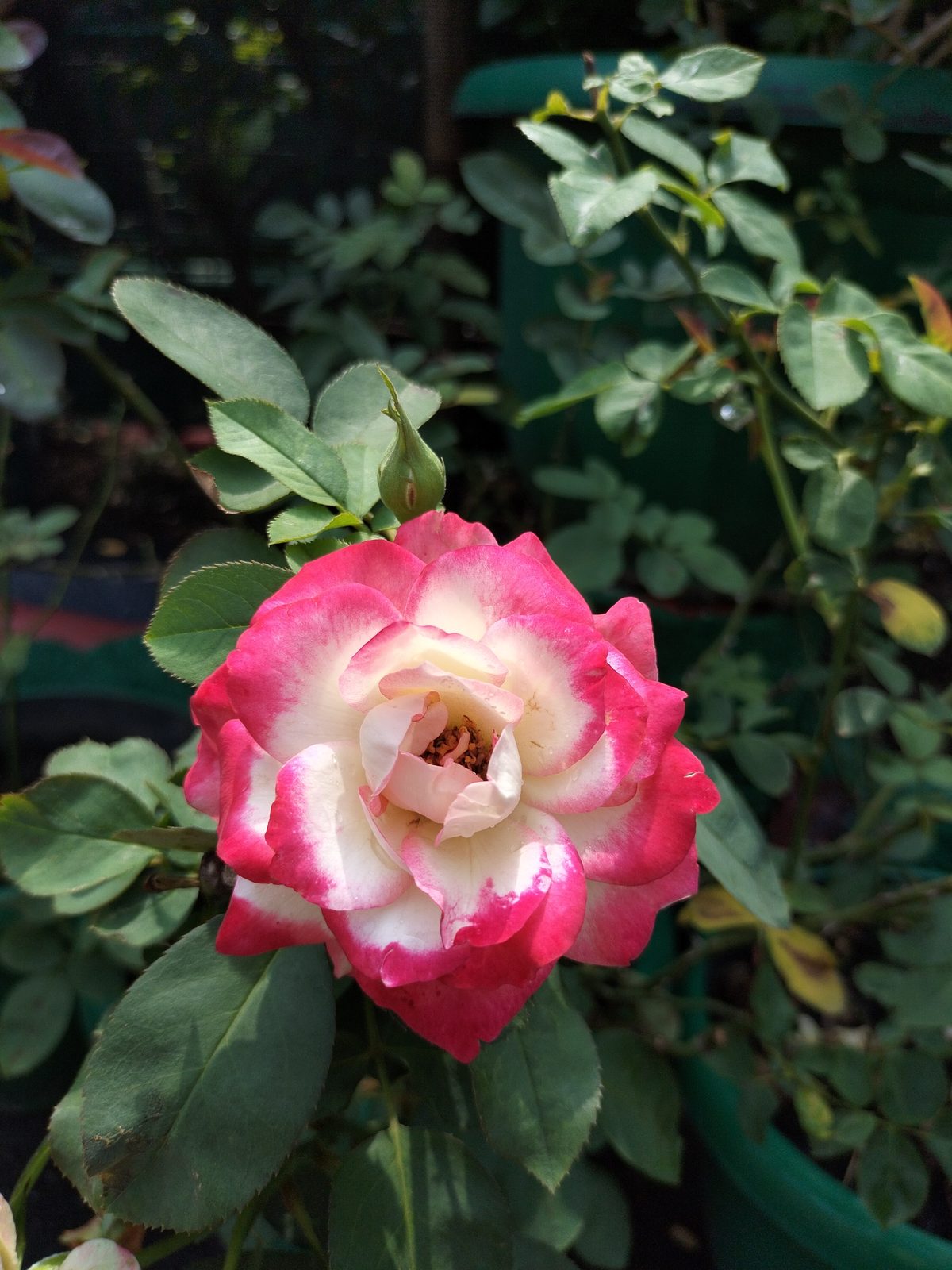 52031552895 OPPO Reno7 - Foto 1