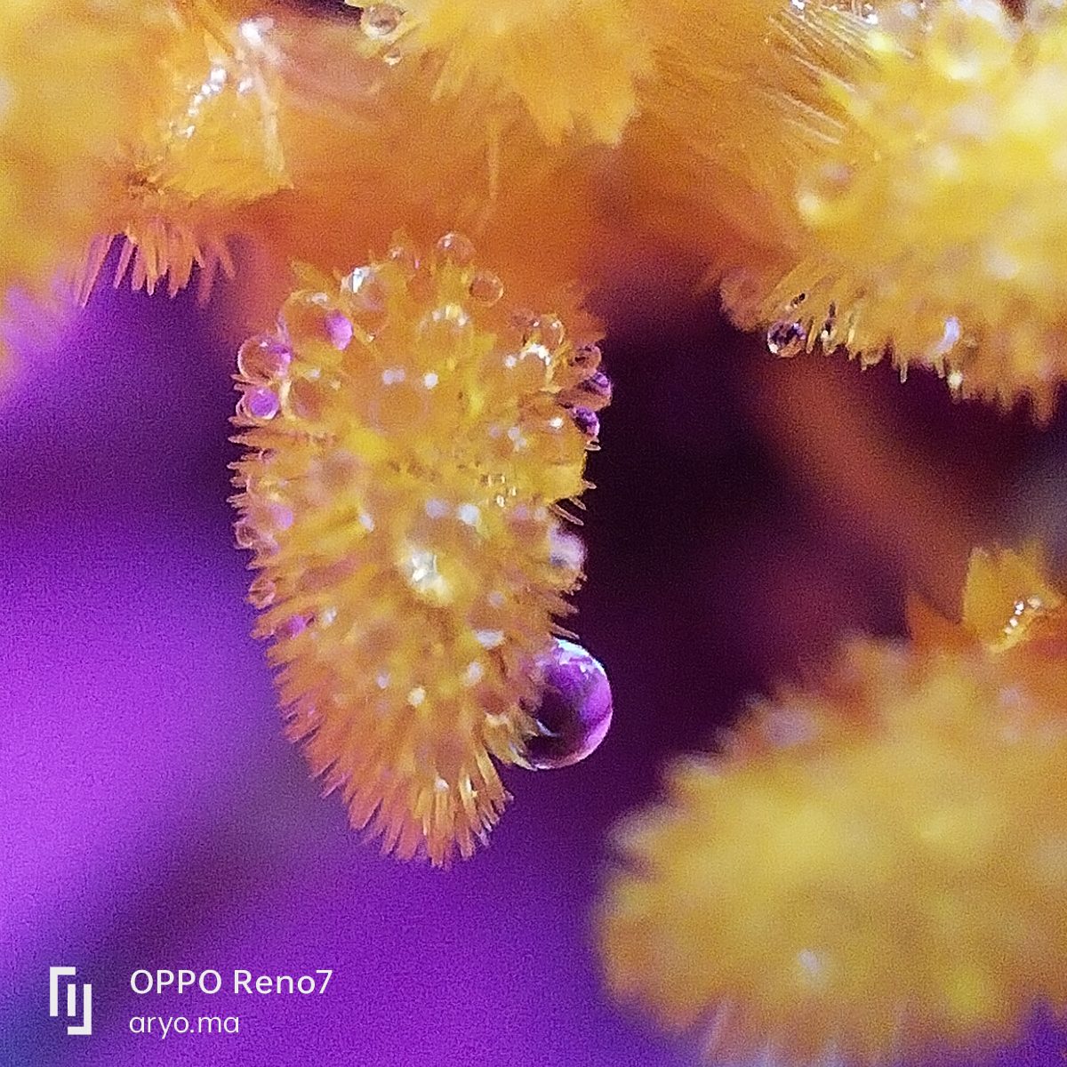 52081122897 OPPO Reno7 - Foto 5