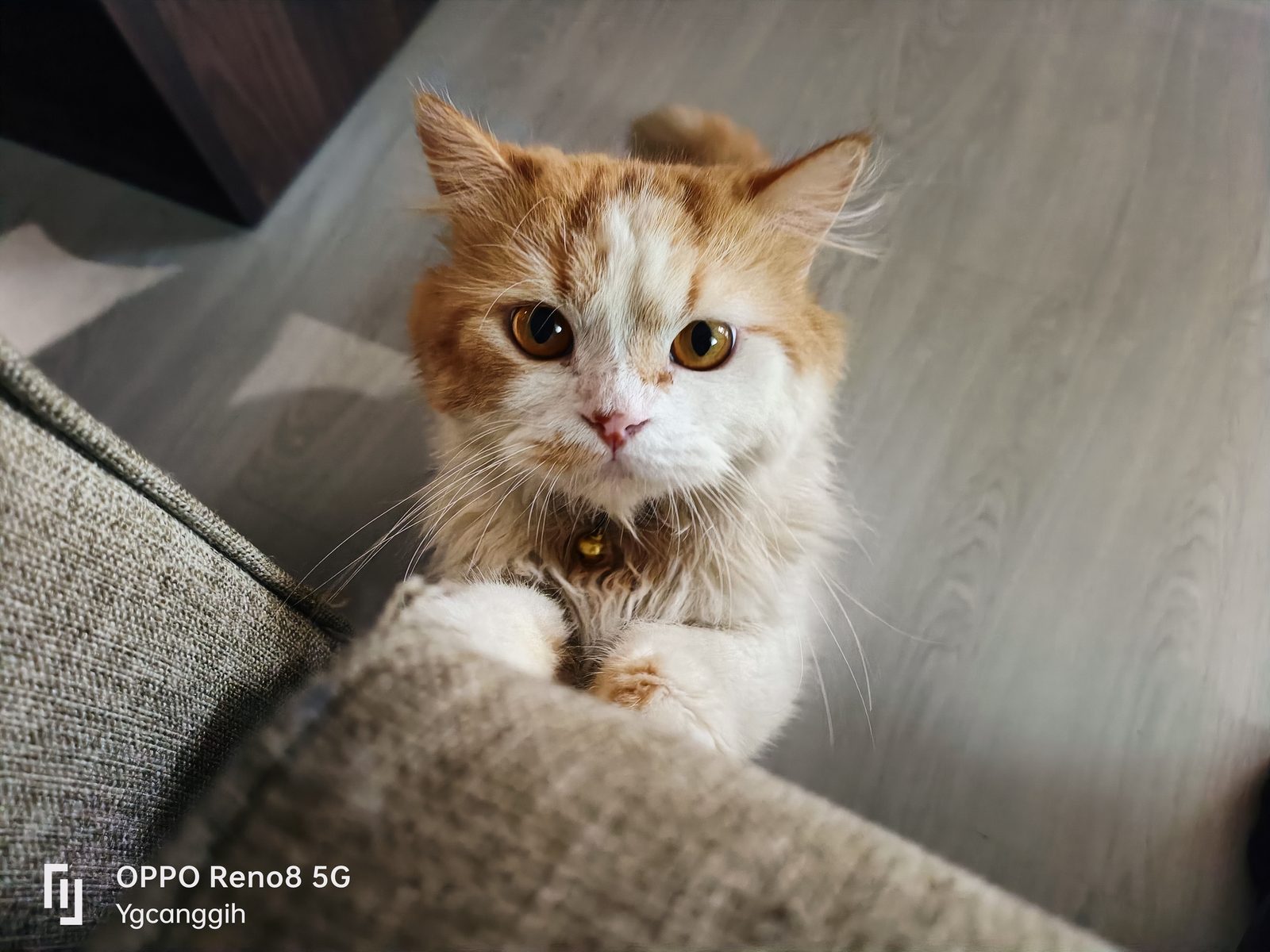 (Yangcanggih.com) OPPO Reno8 5G AI Mode (2)