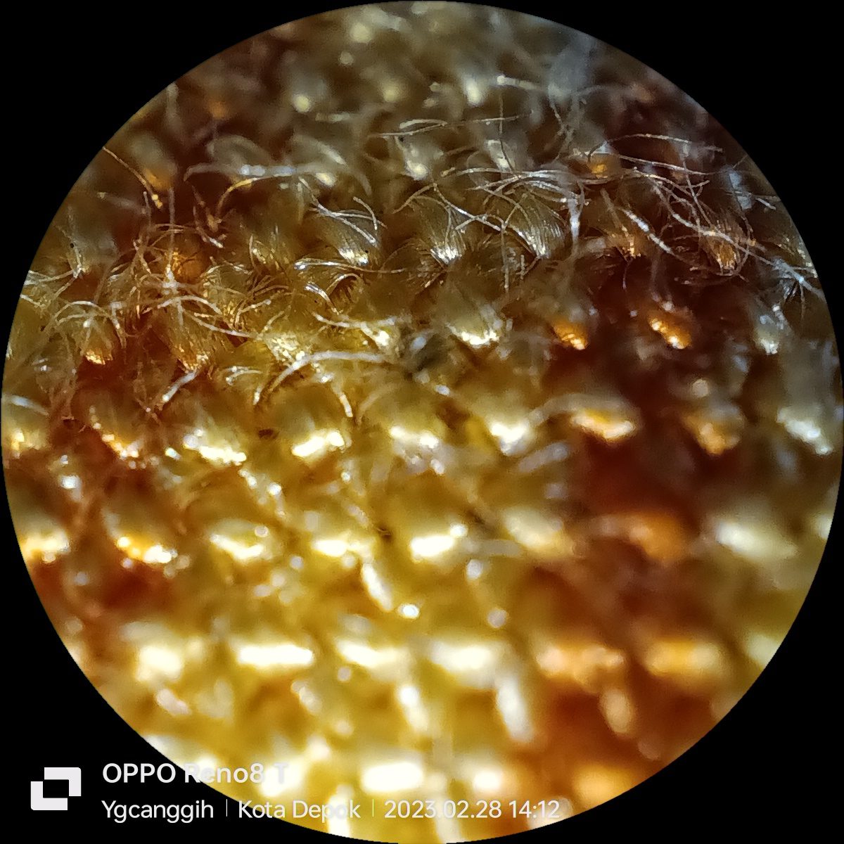 52717221021 Mikro OPPO Reno8 T (1)