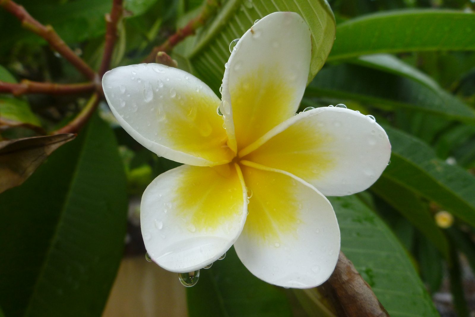 6765504677 Panasonic Lumix DMC-FT3 - Foto 7