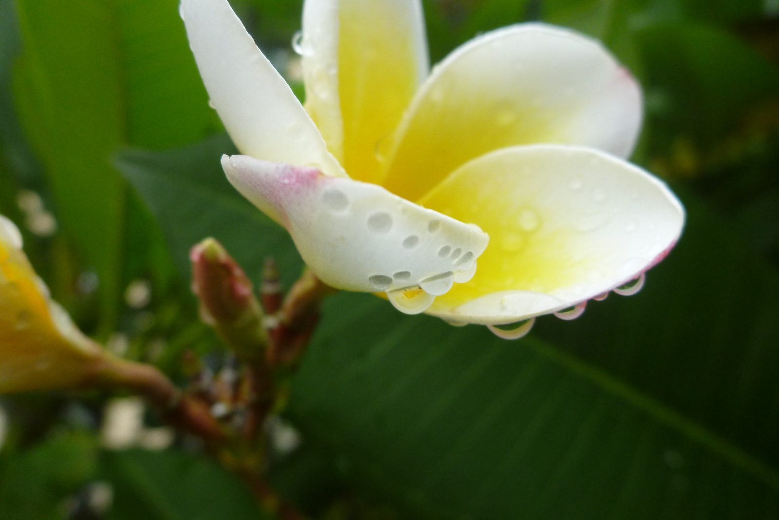 6765514495 Panasonic Lumix DMC-FT3 - Foto 5