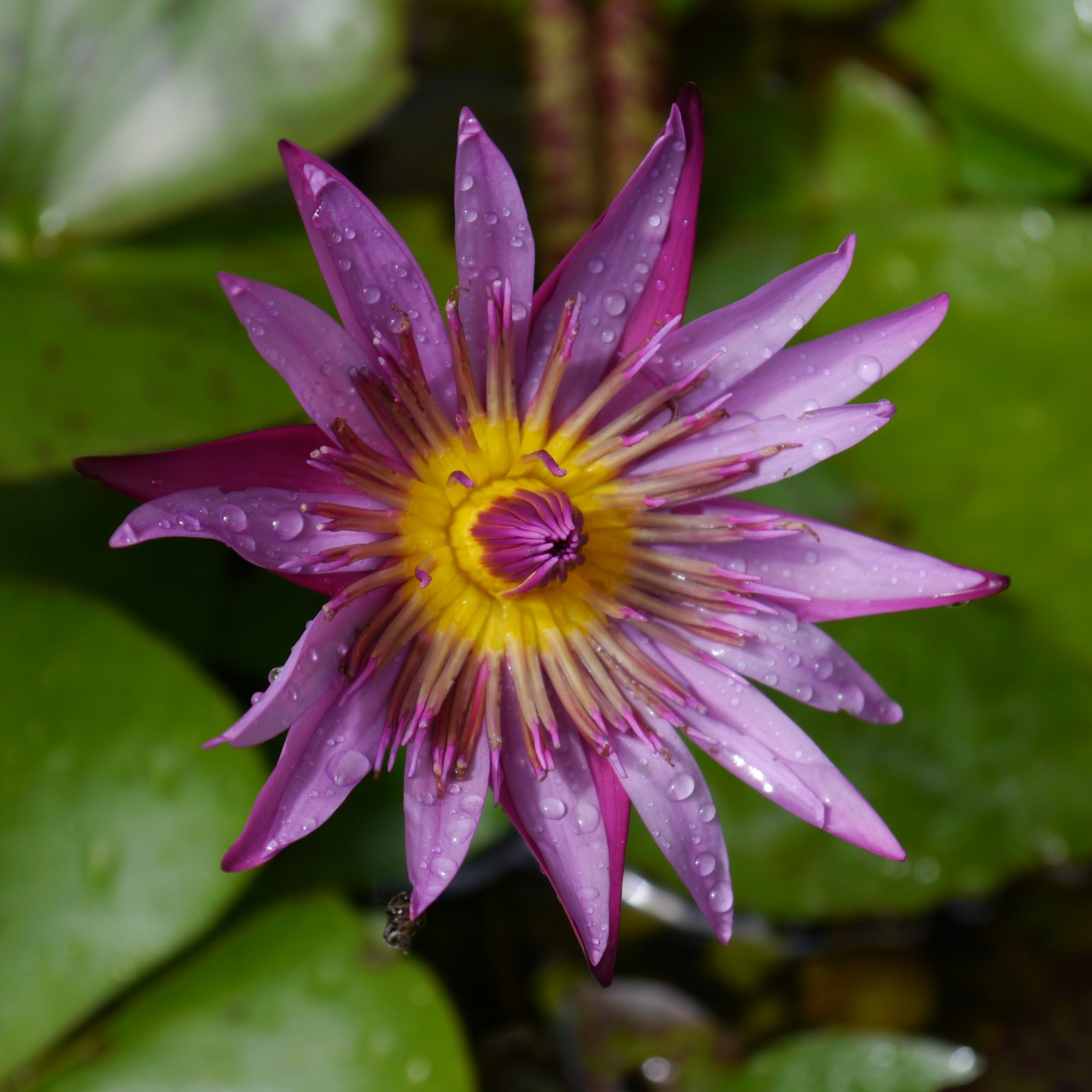 5864981868 Lotus Panasonic Lumix G3 hands-on