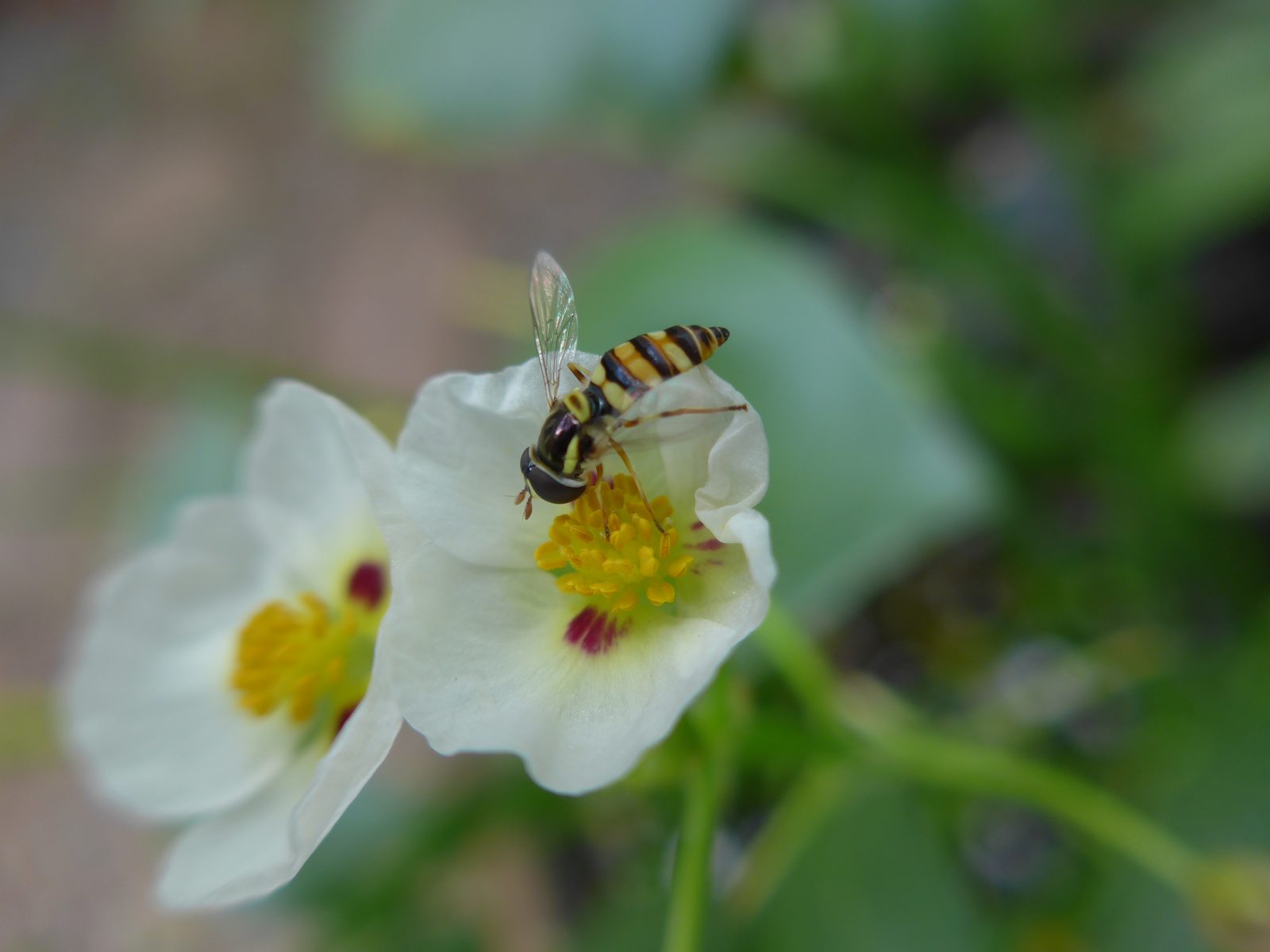 Lumix LF1 macro