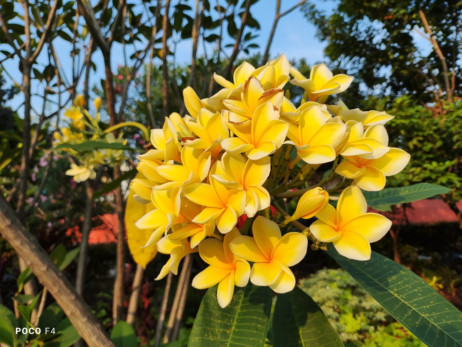 POCO F4 - Foto 1