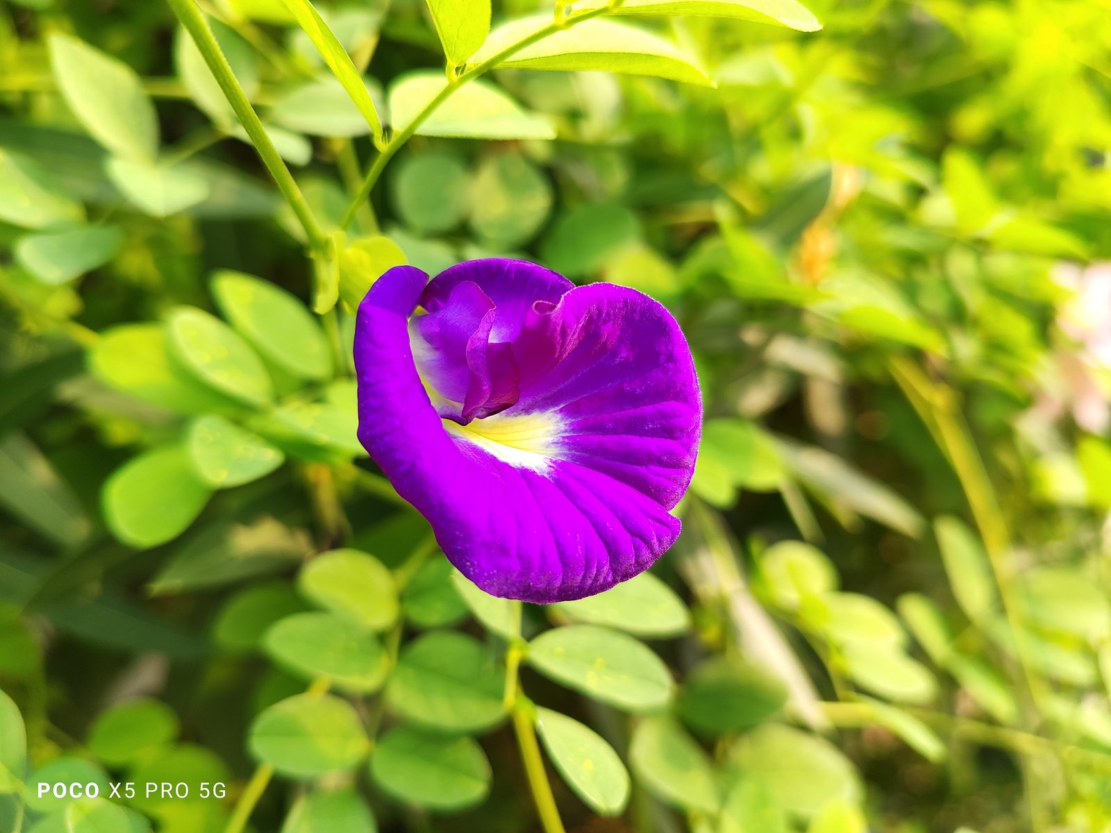 53040772309 POCO X5 Pro 5G - Foto 1