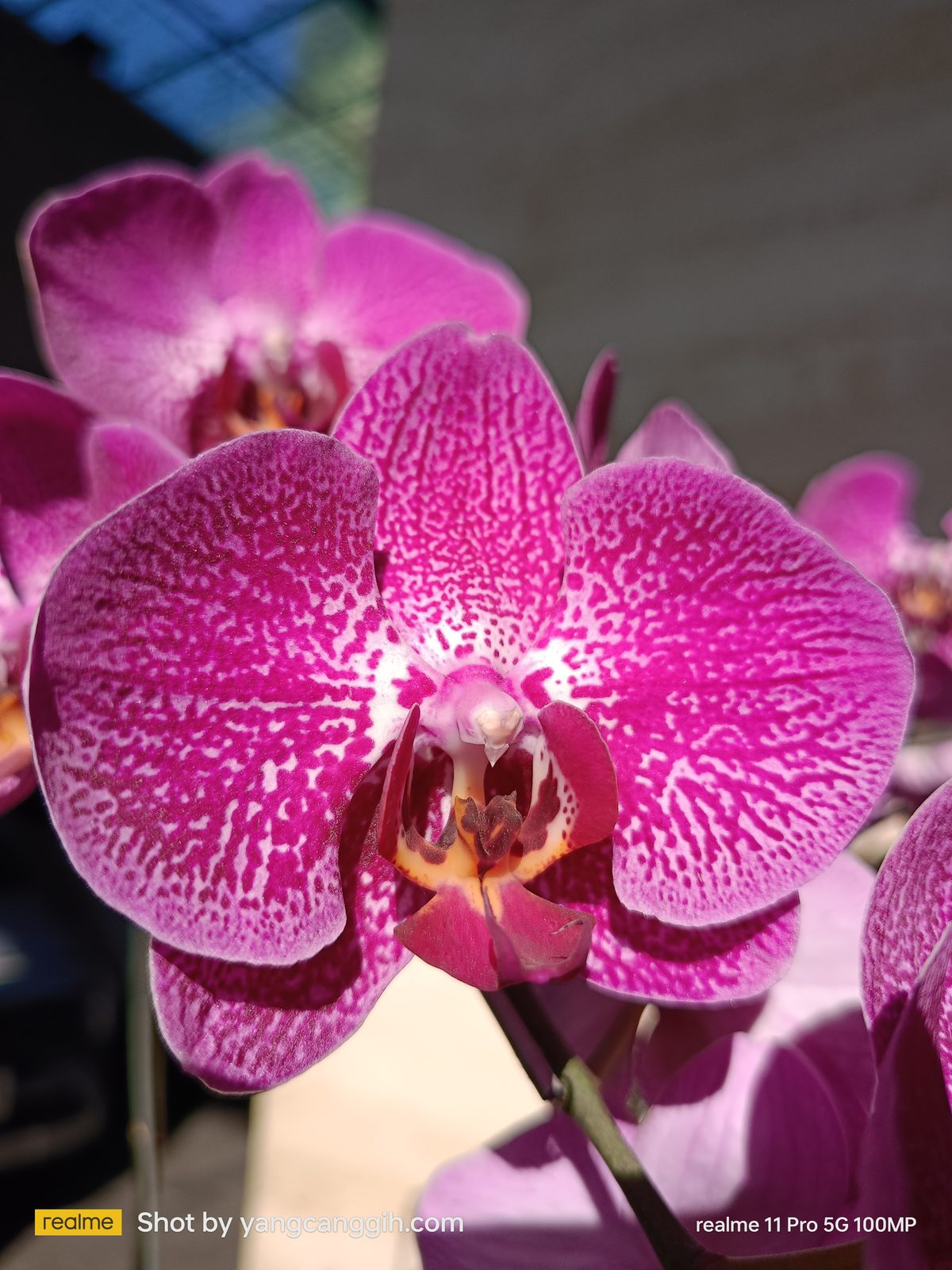 53232156212 realme 11 Pro 5G - Foto 4