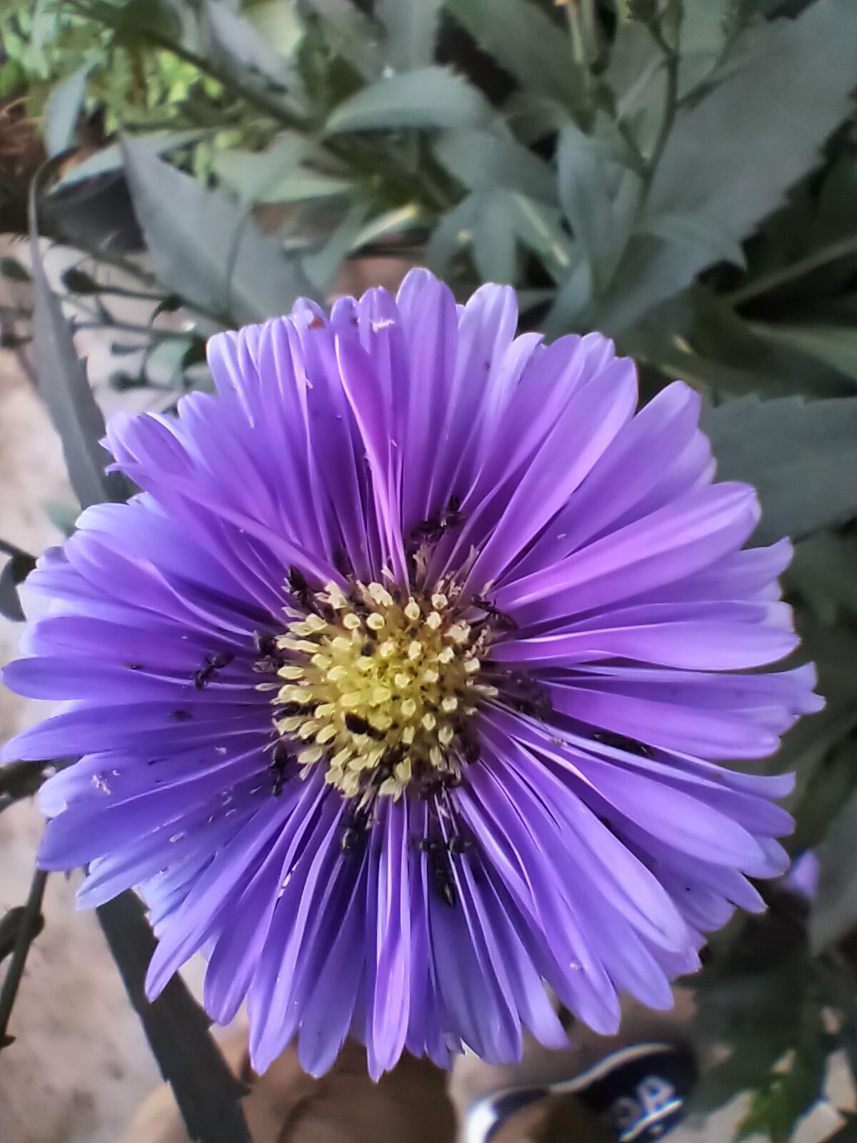 Hasil foto realme 5i (16)