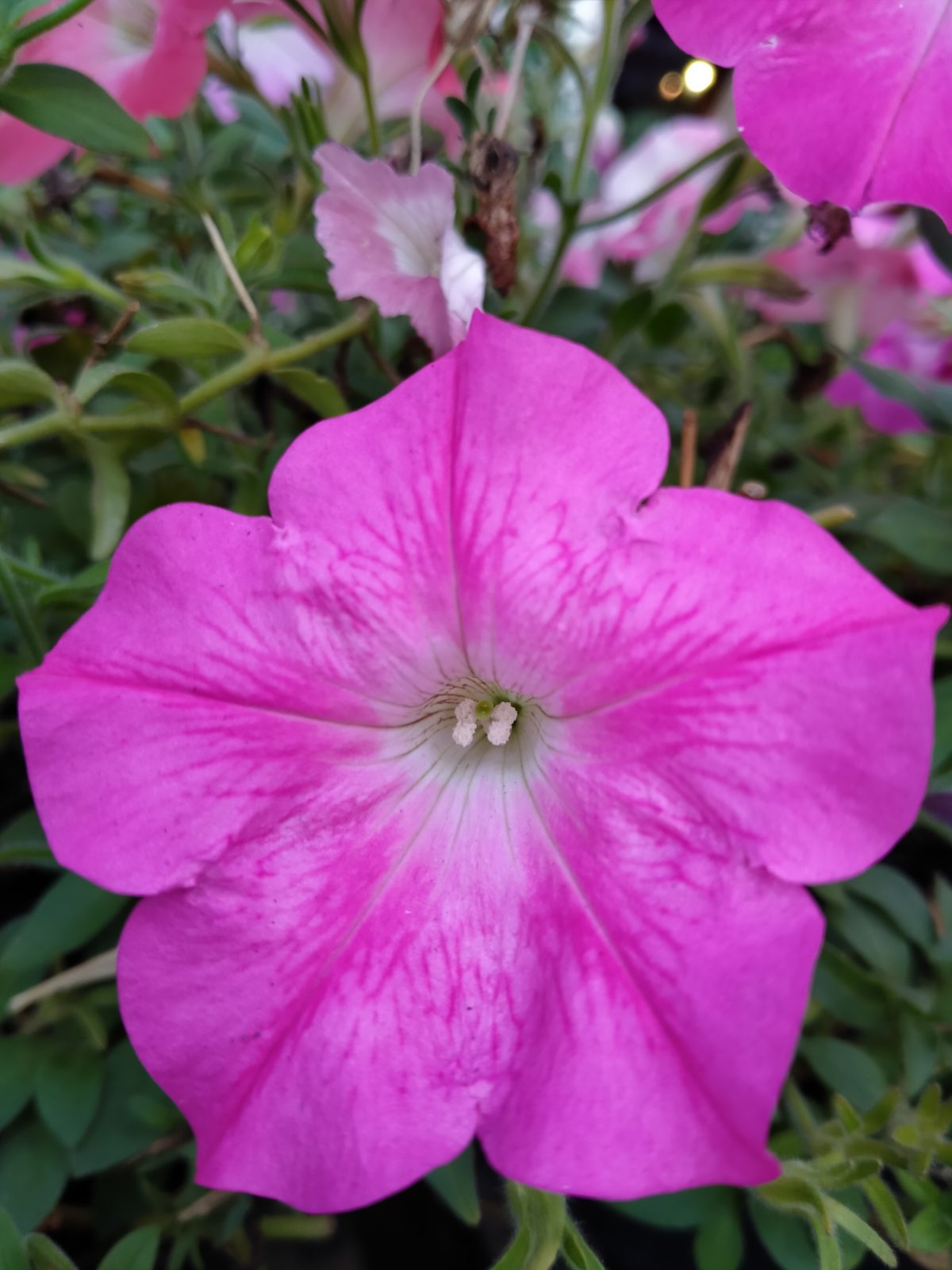 49392376061 Hasil foto realme 5i (15)