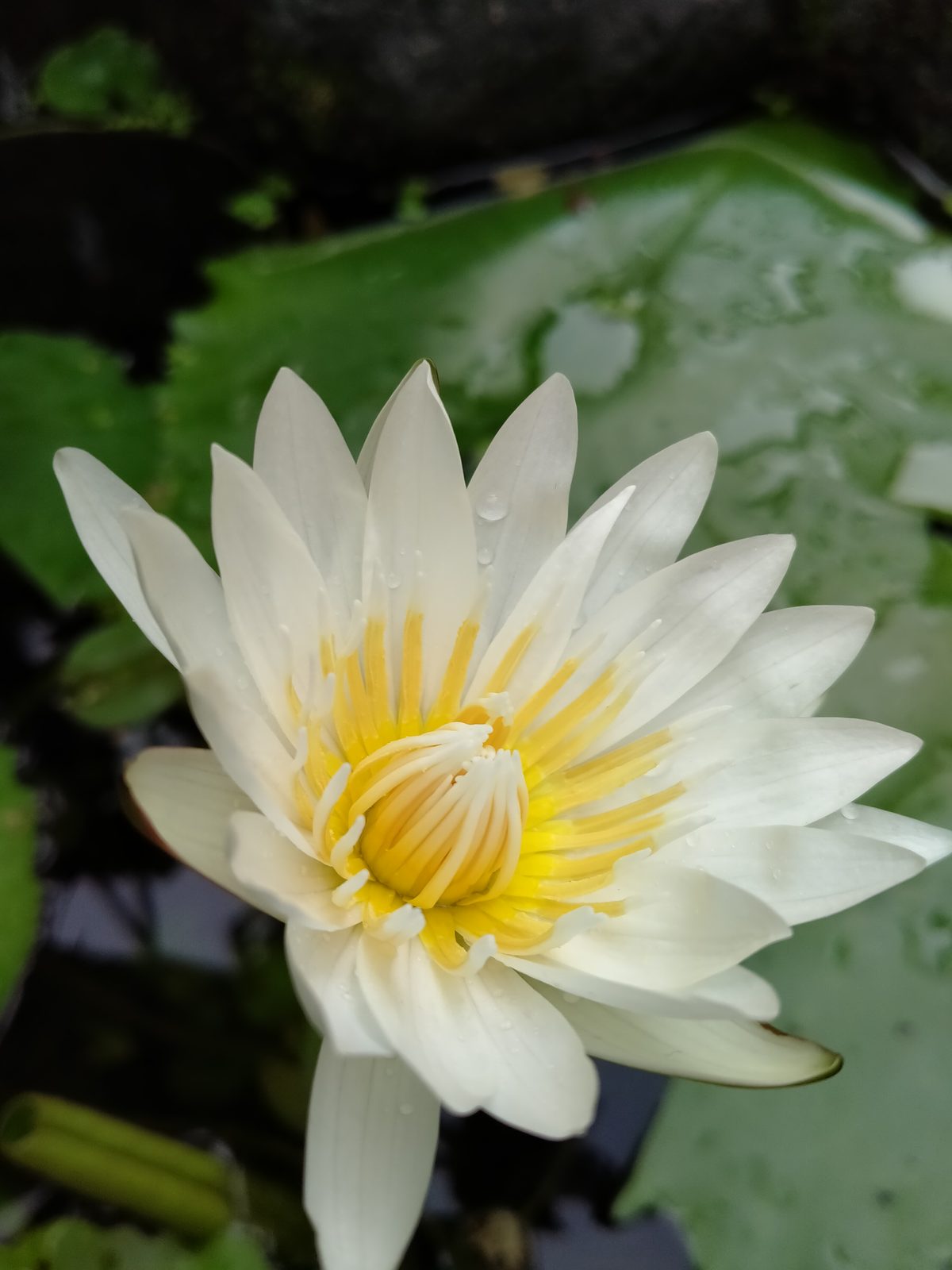 Hasil foto realme 5i (2)