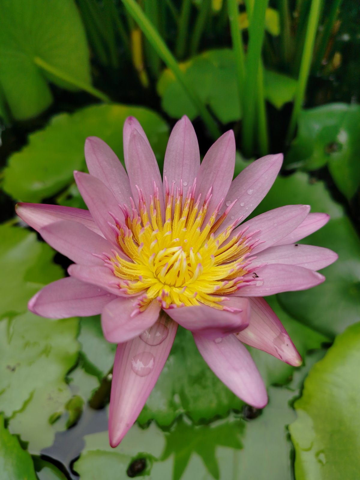 realme 9 4G - Foto 1