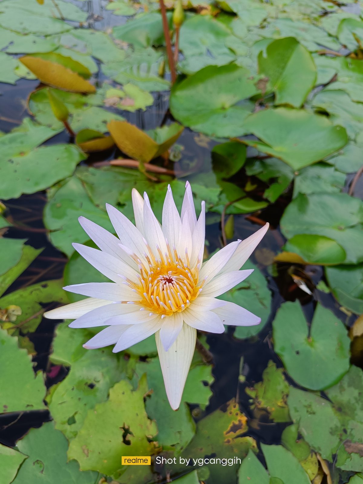 51883197669 realme 9 Pro+ - Foto 6