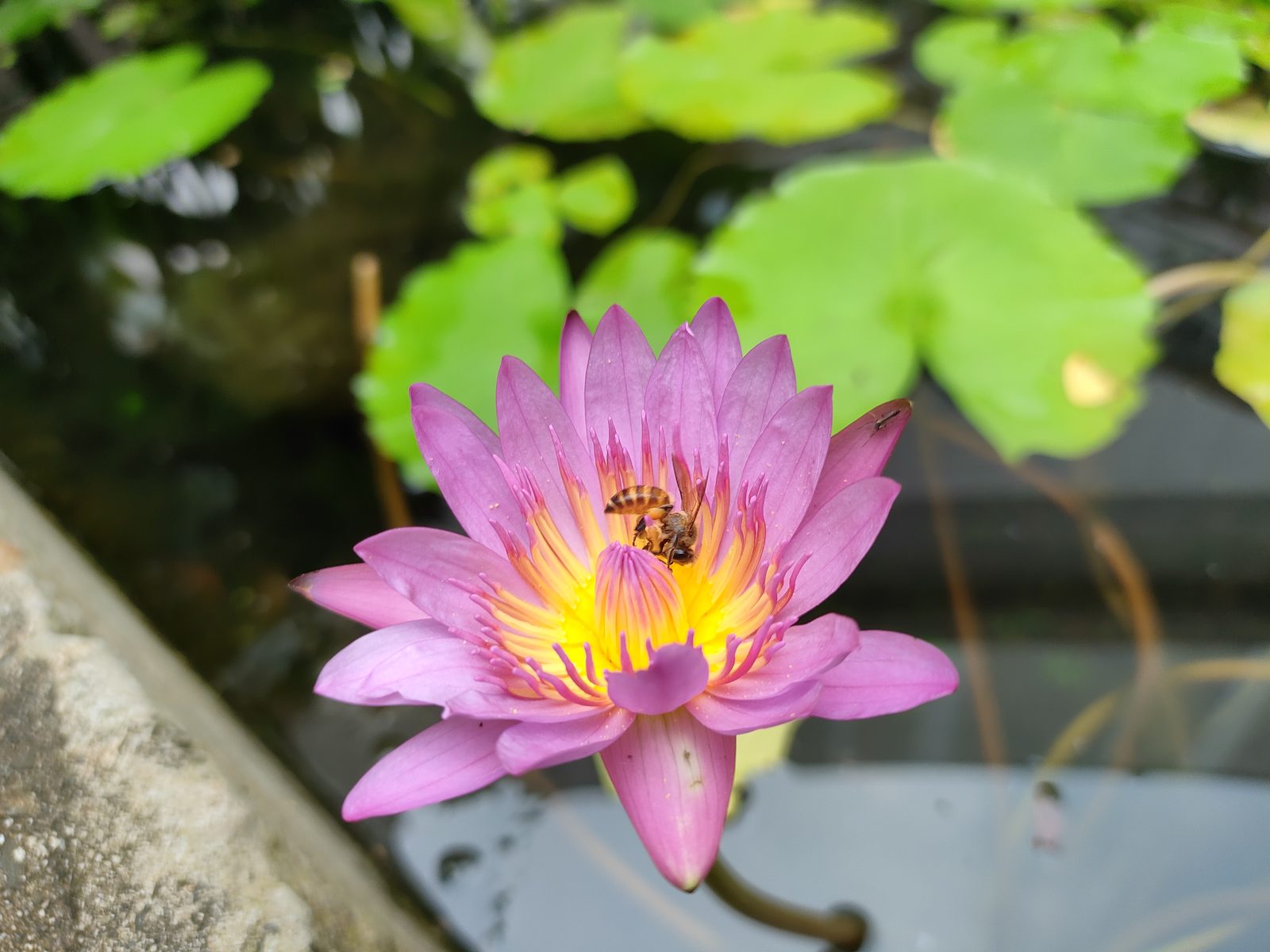 51419005711 Realme GT Master Edition - Foto 1