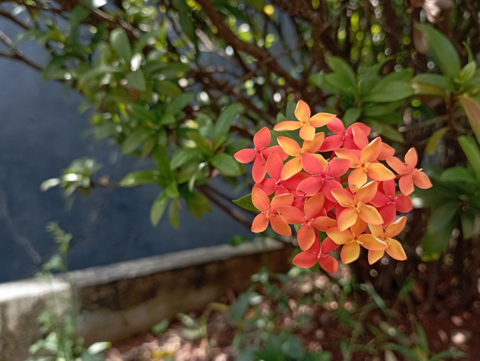 51614543353 Photo (normal mode) Redmi 10 (10)