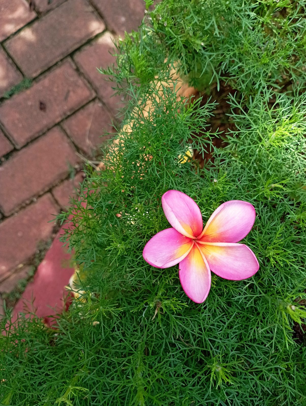 51615196675 Photo (normal mode) Redmi 10 (8)
