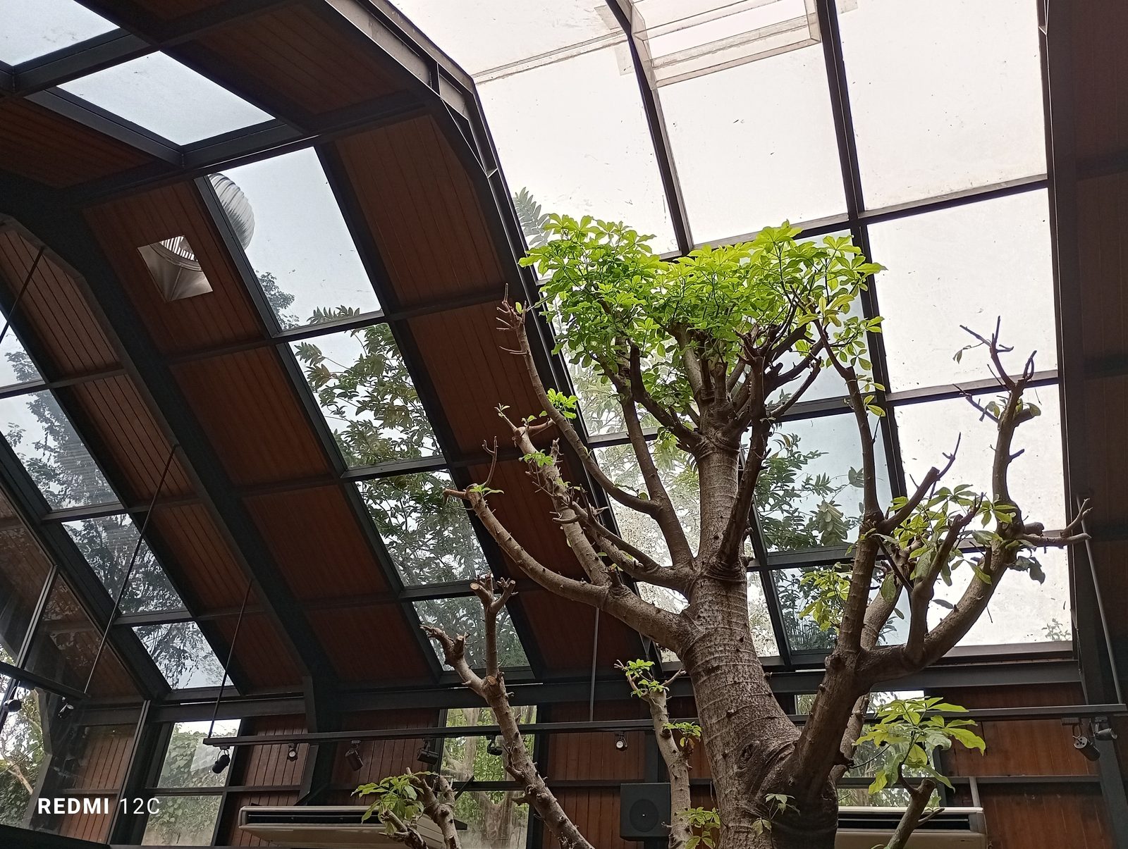 52735858096 Redmi 12C - Foto 1