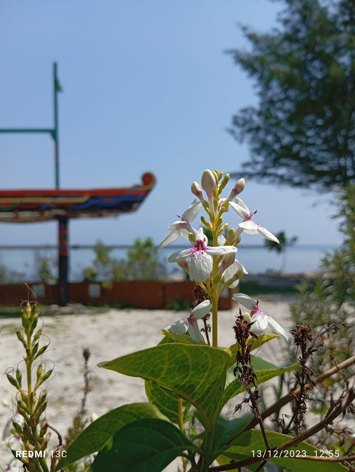 53442178444 Redmi 13C - Foto 2