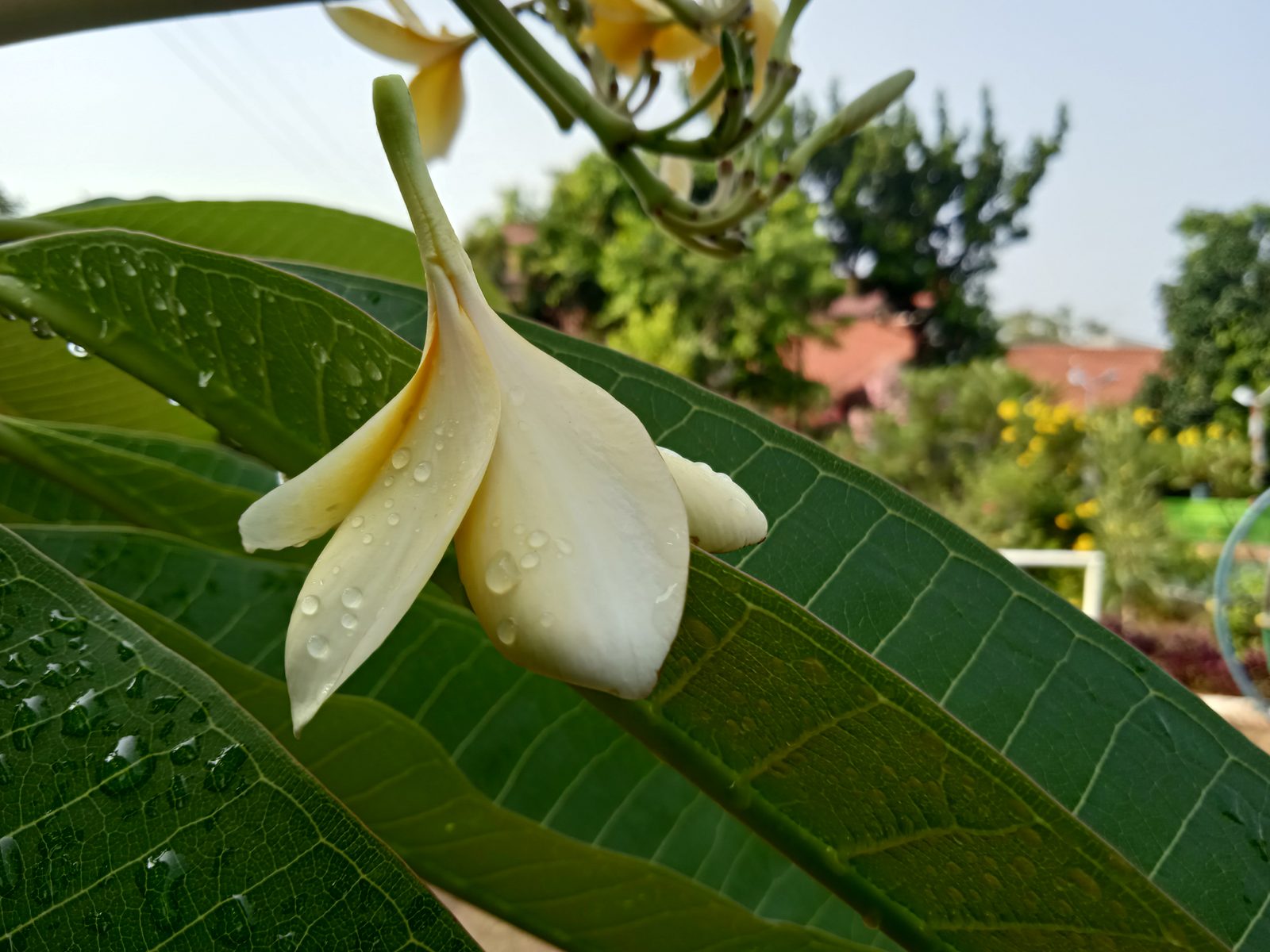 50368024186 Hasil foto Redmi 9A (3)