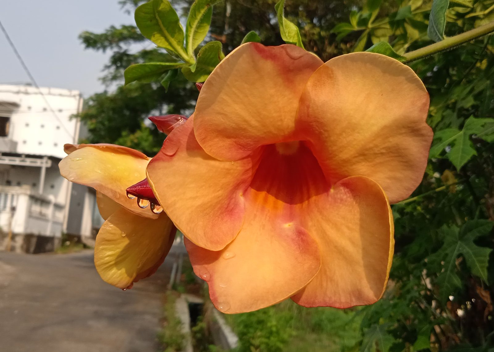 50368181057 Hasil foto Redmi 9A (9)